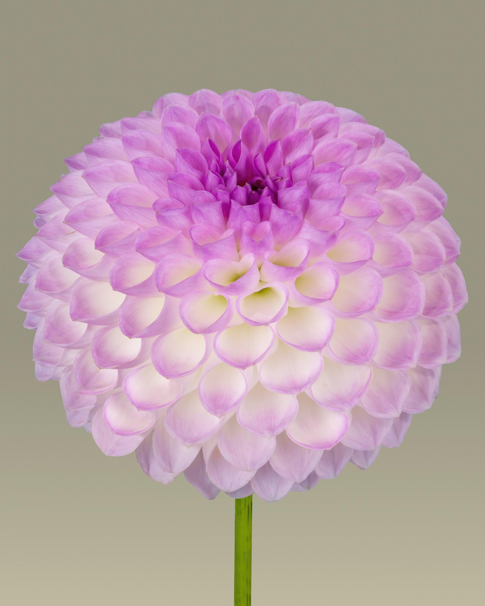 European Photography Awards Winner - Flower portraits