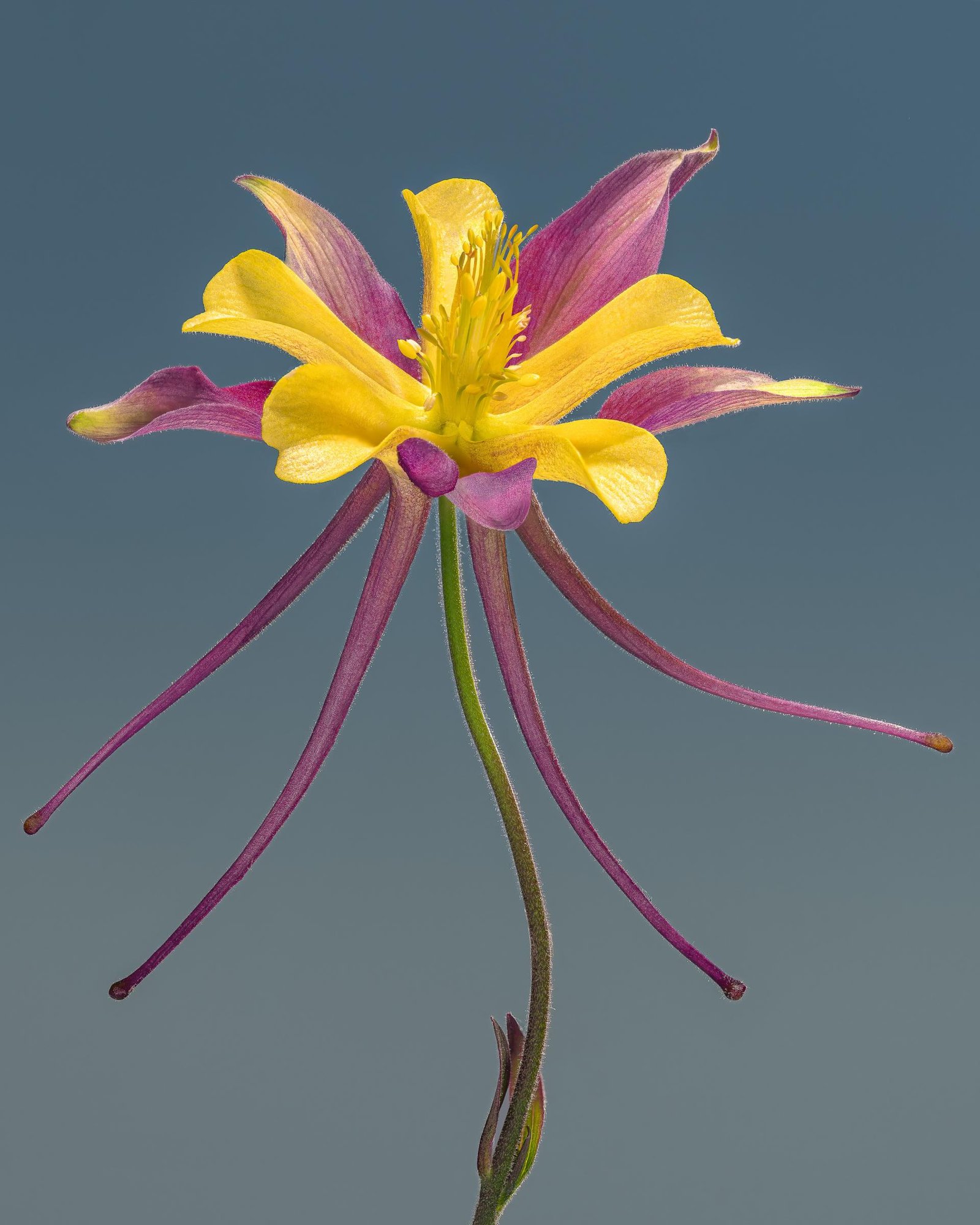 European Photography Awards Winner - Flower portraits