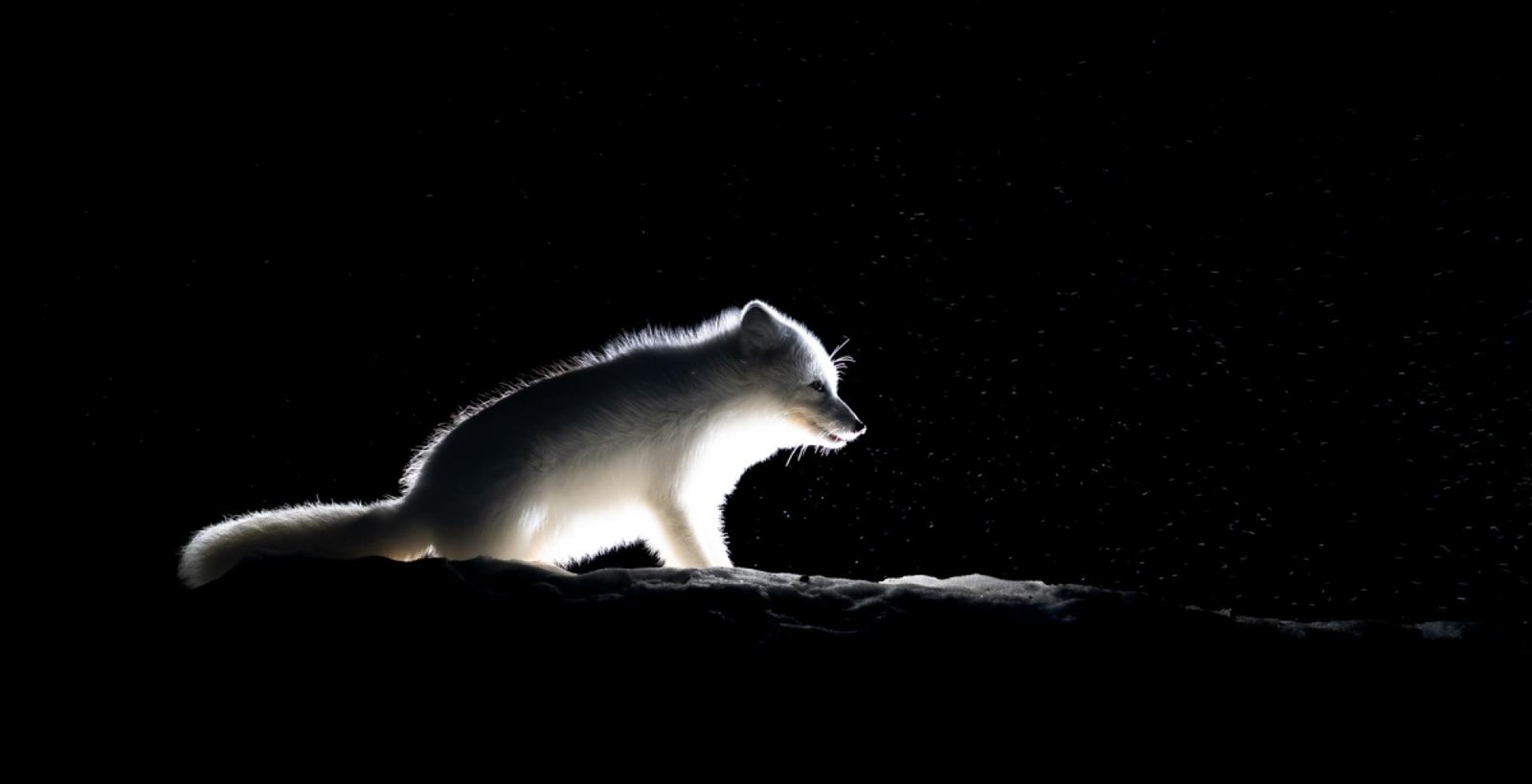 European Photography Awards Winner - Arctic Fox Night