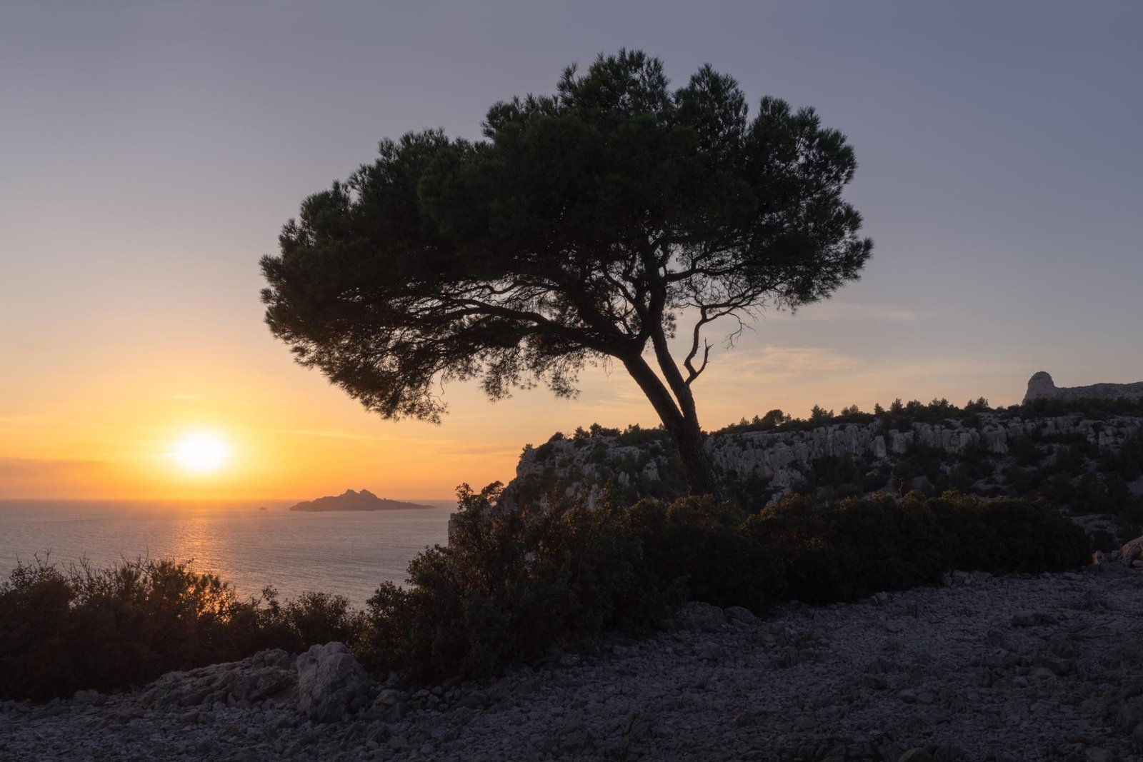 European Photography Awards Winner - Pine shapes