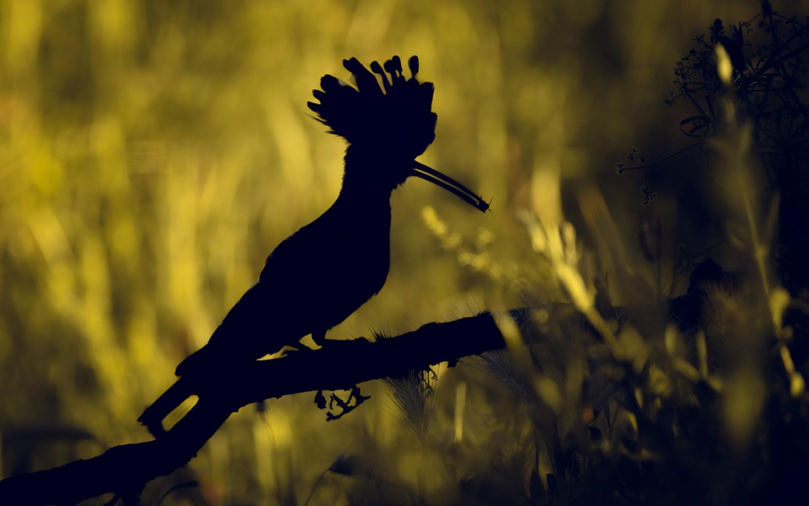 European Photography Awards Winner - Golden Hoopoe