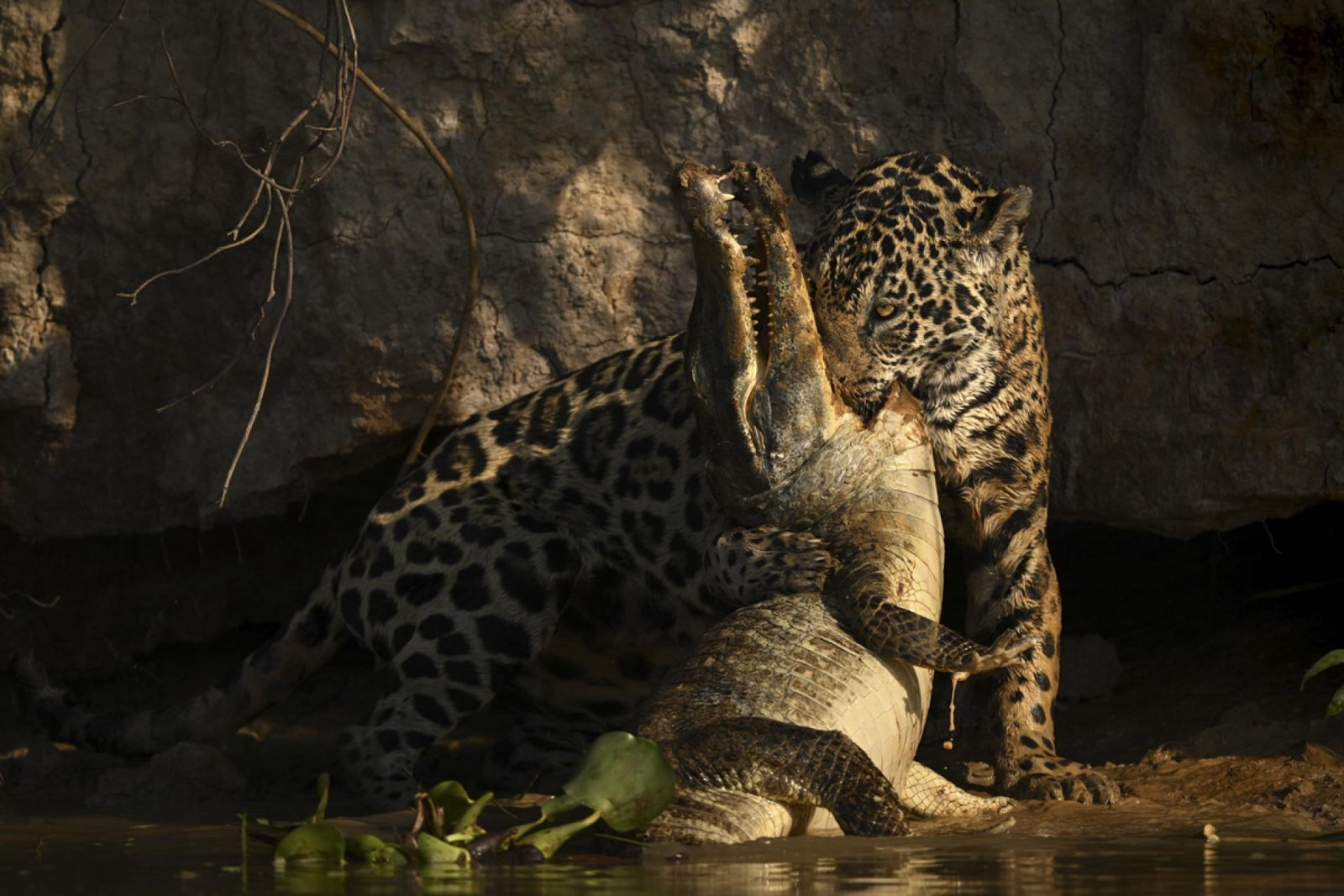 European Photography Awards Winner - Killer Instinct