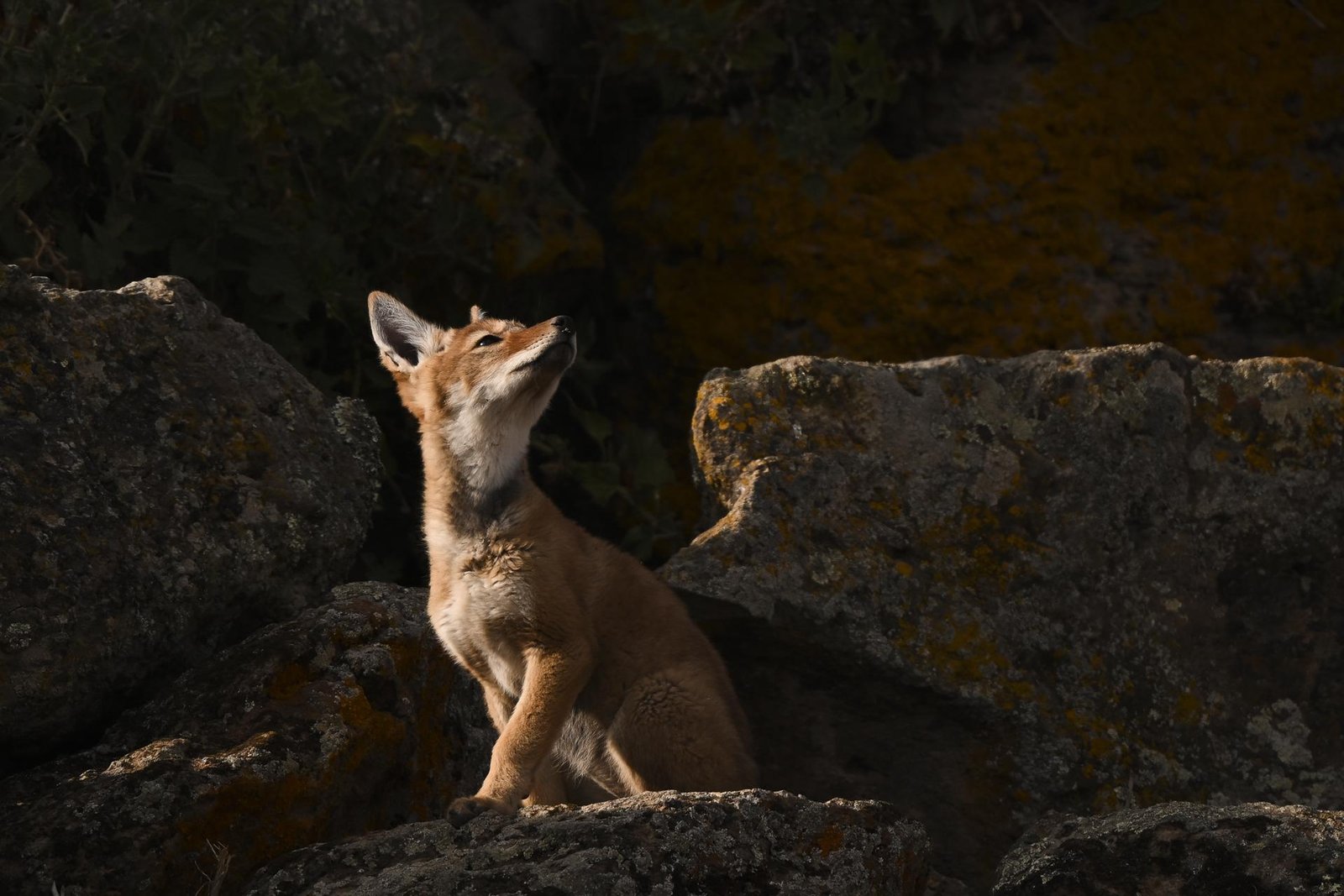 European Photography Awards Winner - Eyes of Sun 