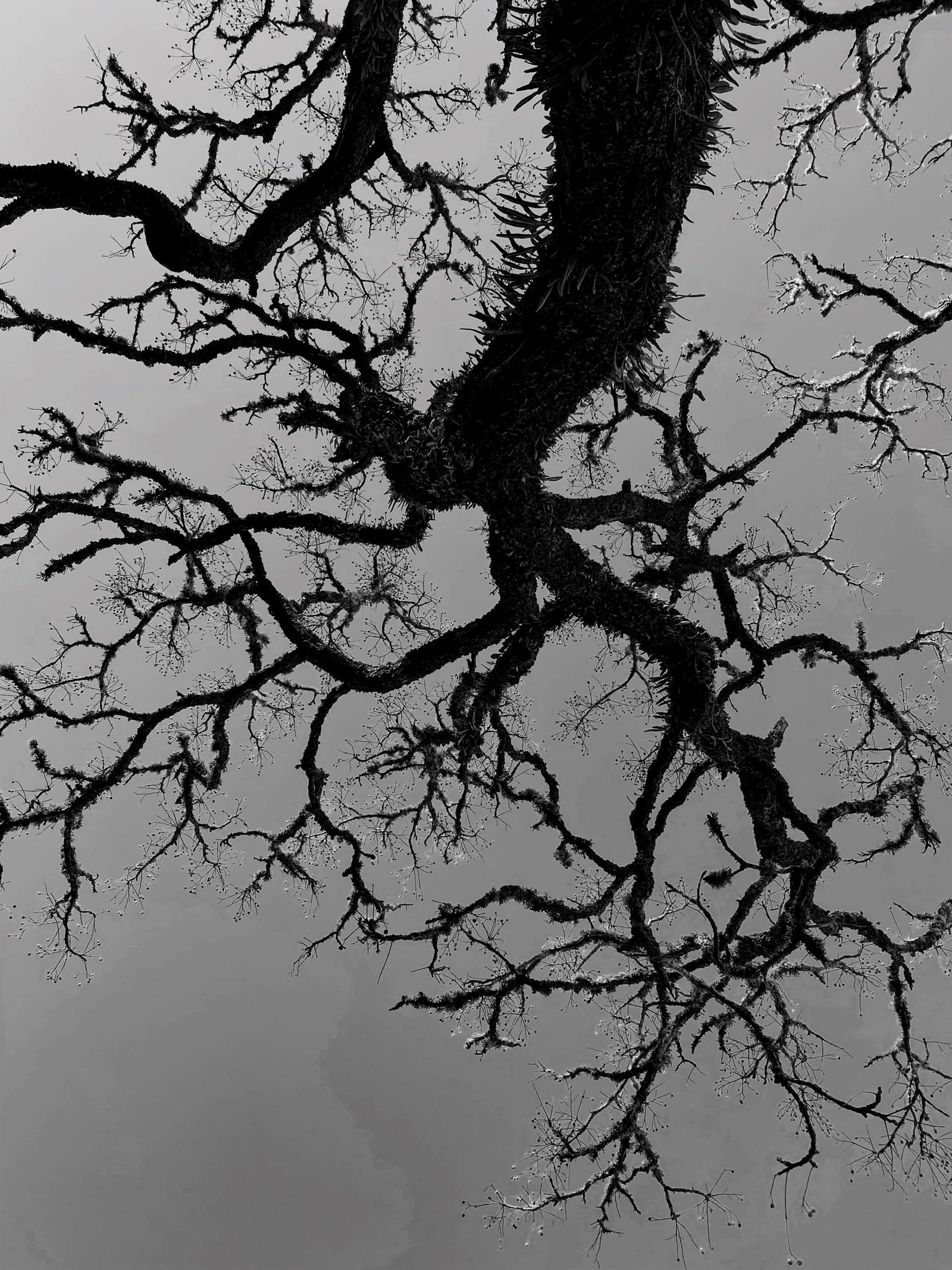 European Photography Awards Winner - Reflections in Black and White