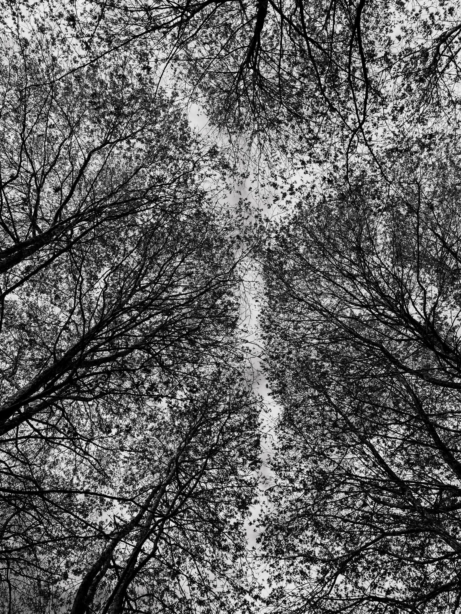 European Photography Awards Winner - Reflections in Black and White