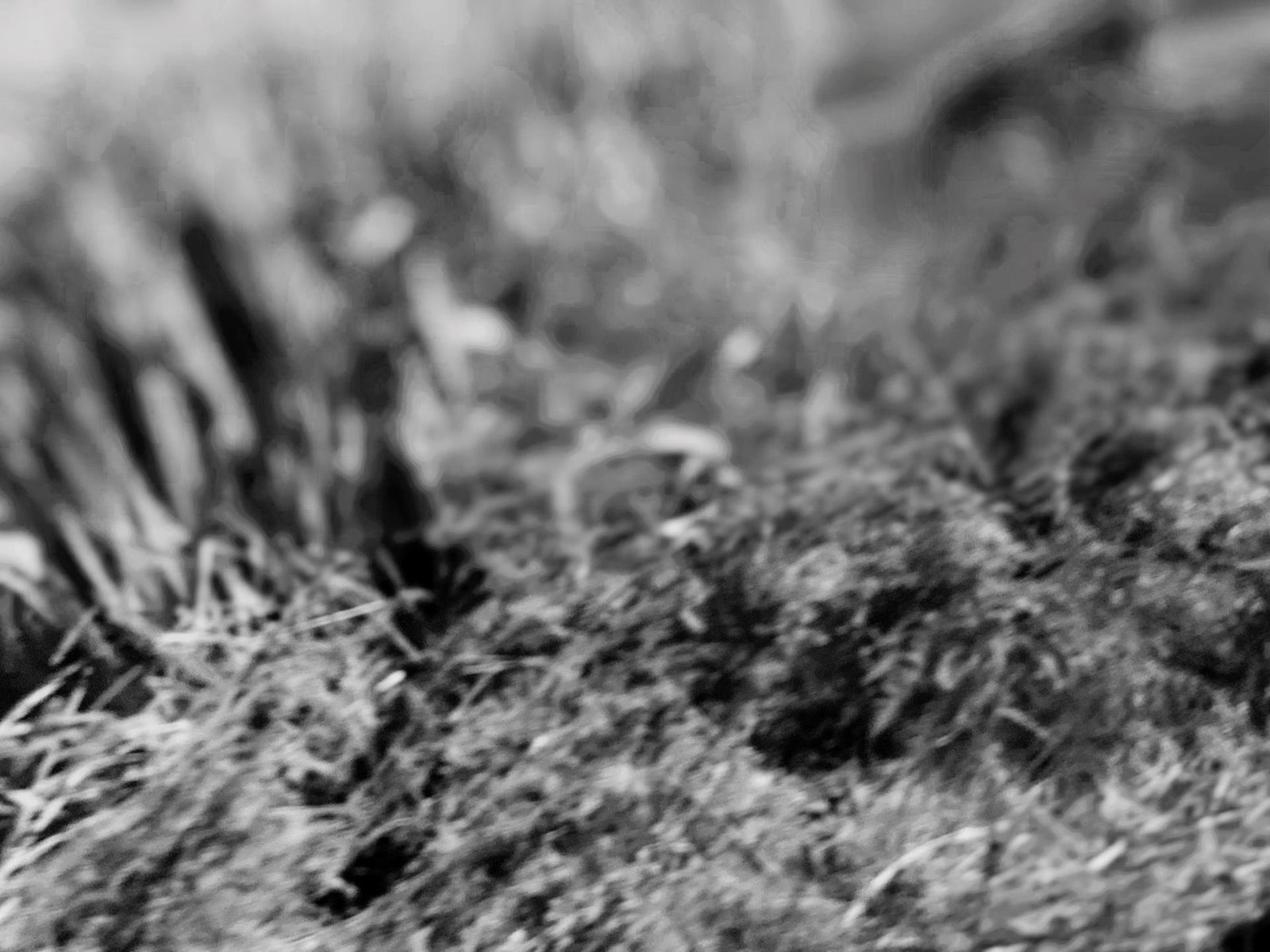 European Photography Awards Winner - Reflections in Black and White