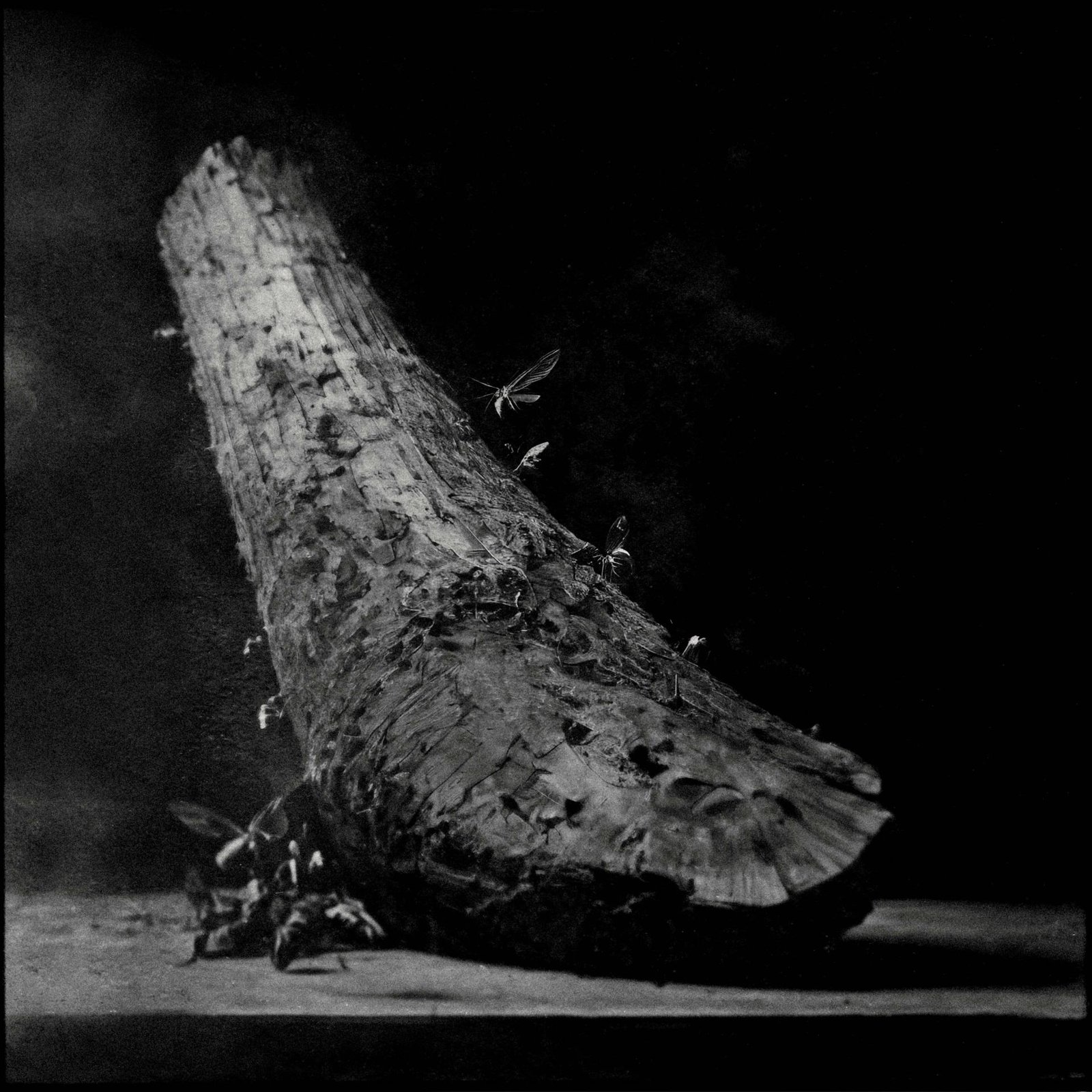 European Photography Awards Winner - In the folds of the night