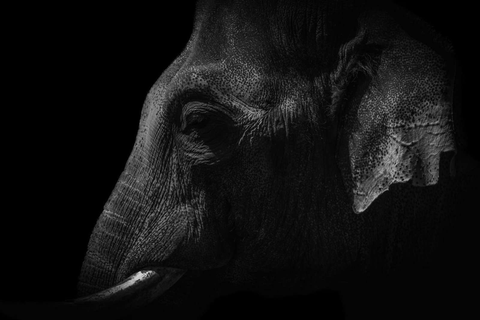 European Photography Awards Winner - Elegy of the Gentle Giant