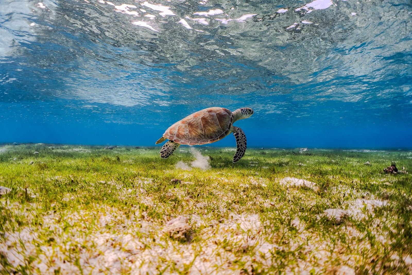 European Photography Awards Winner - green turtle sanctuary