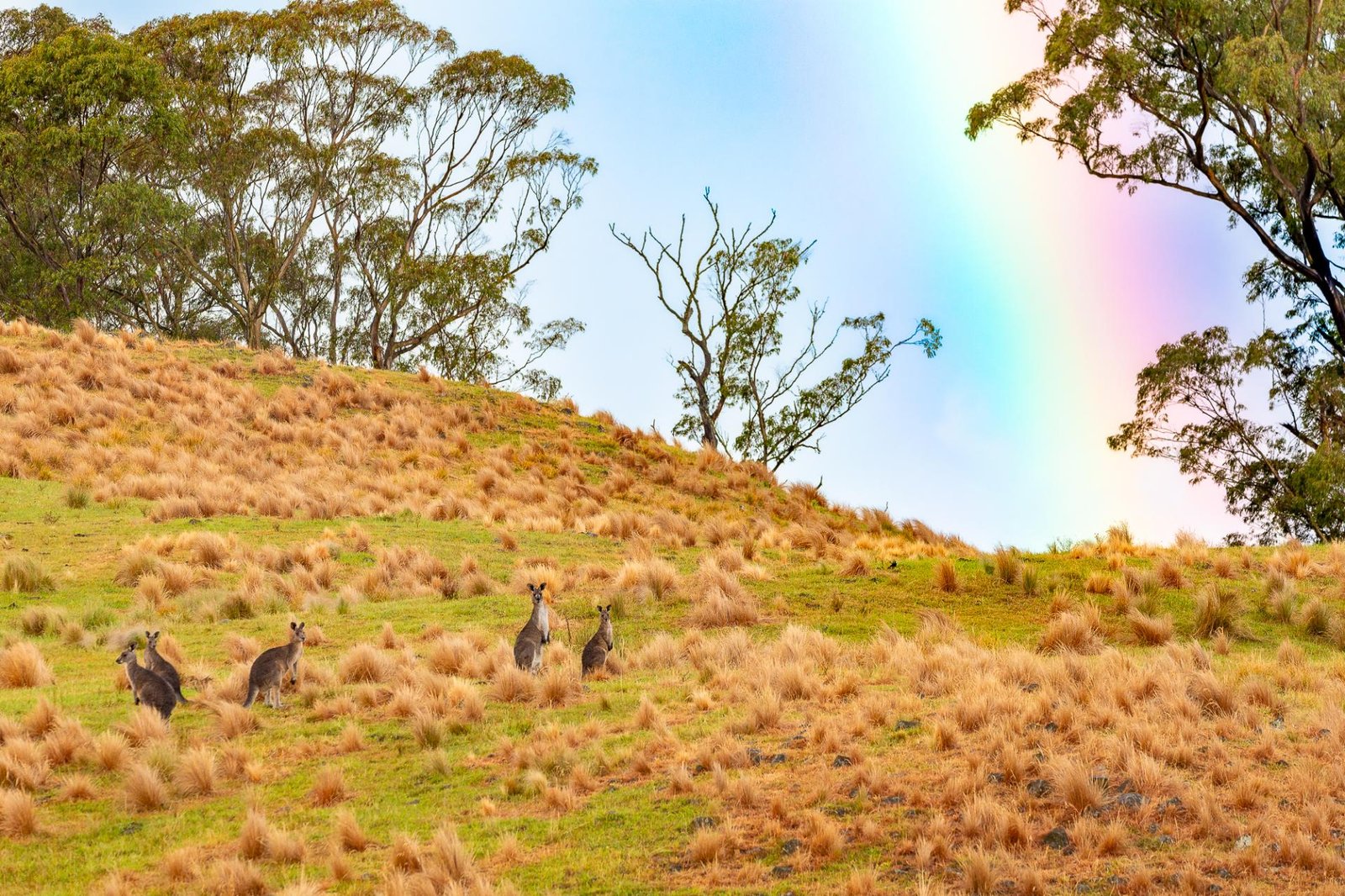 European Photography Awards Winner - kangaroos at the end of the rainbow
