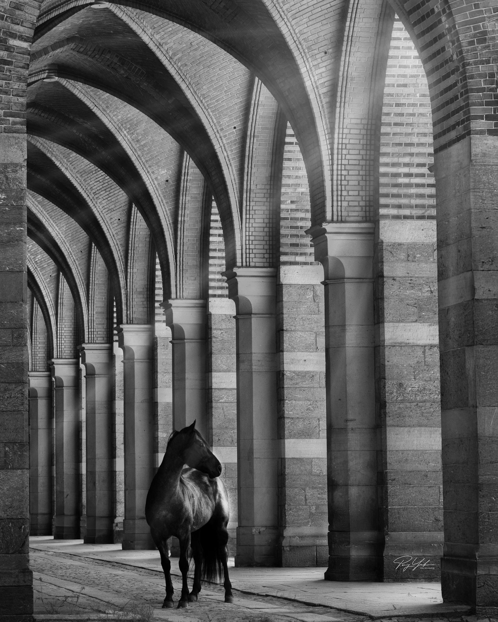 European Photography Awards Winner - ARC