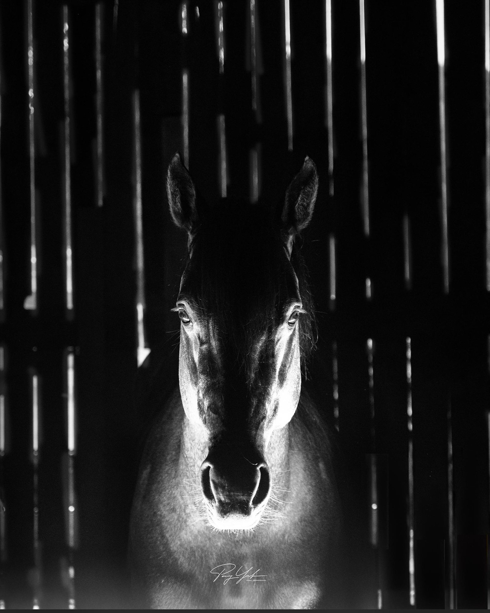 European Photography Awards Winner - Lu