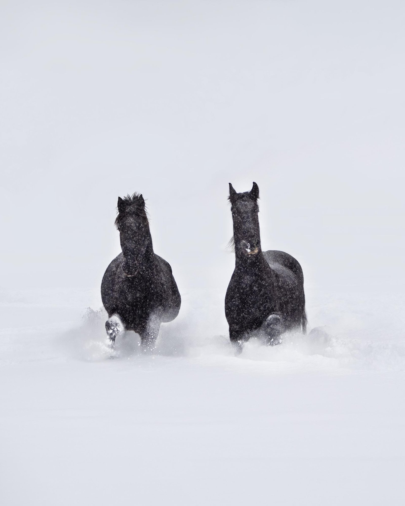 European Photography Awards Winner - Dancing in the Snow 