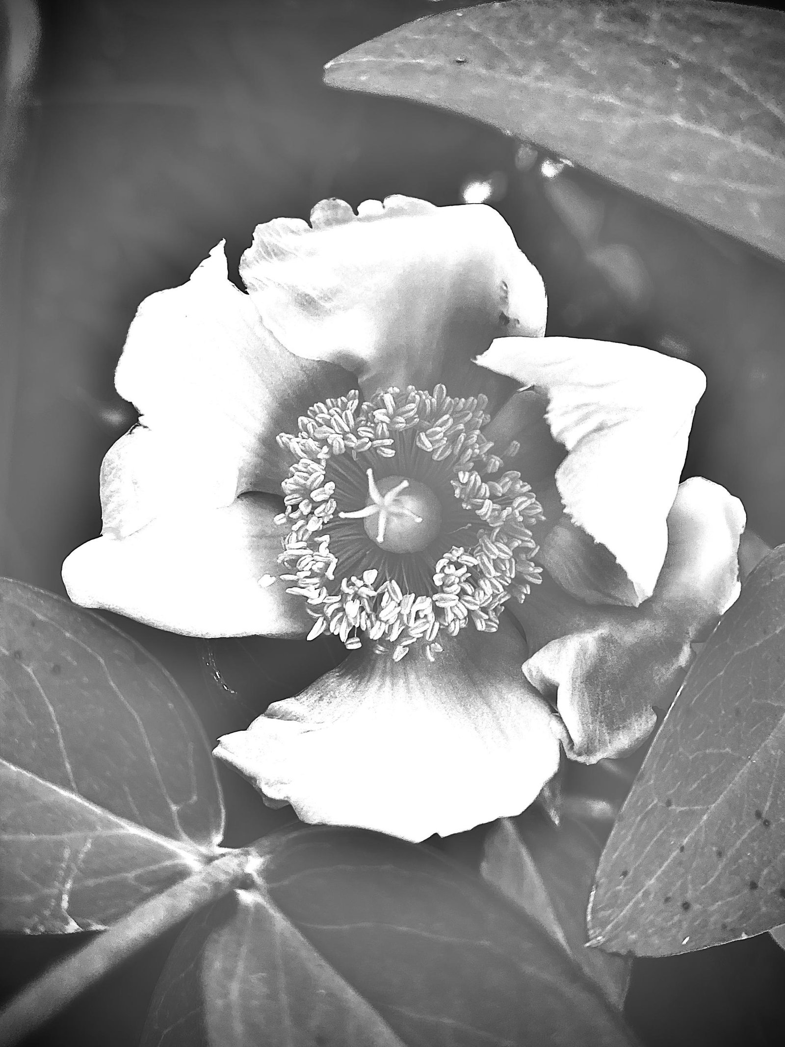 European Photography Awards Winner - Flowers in Black & White 