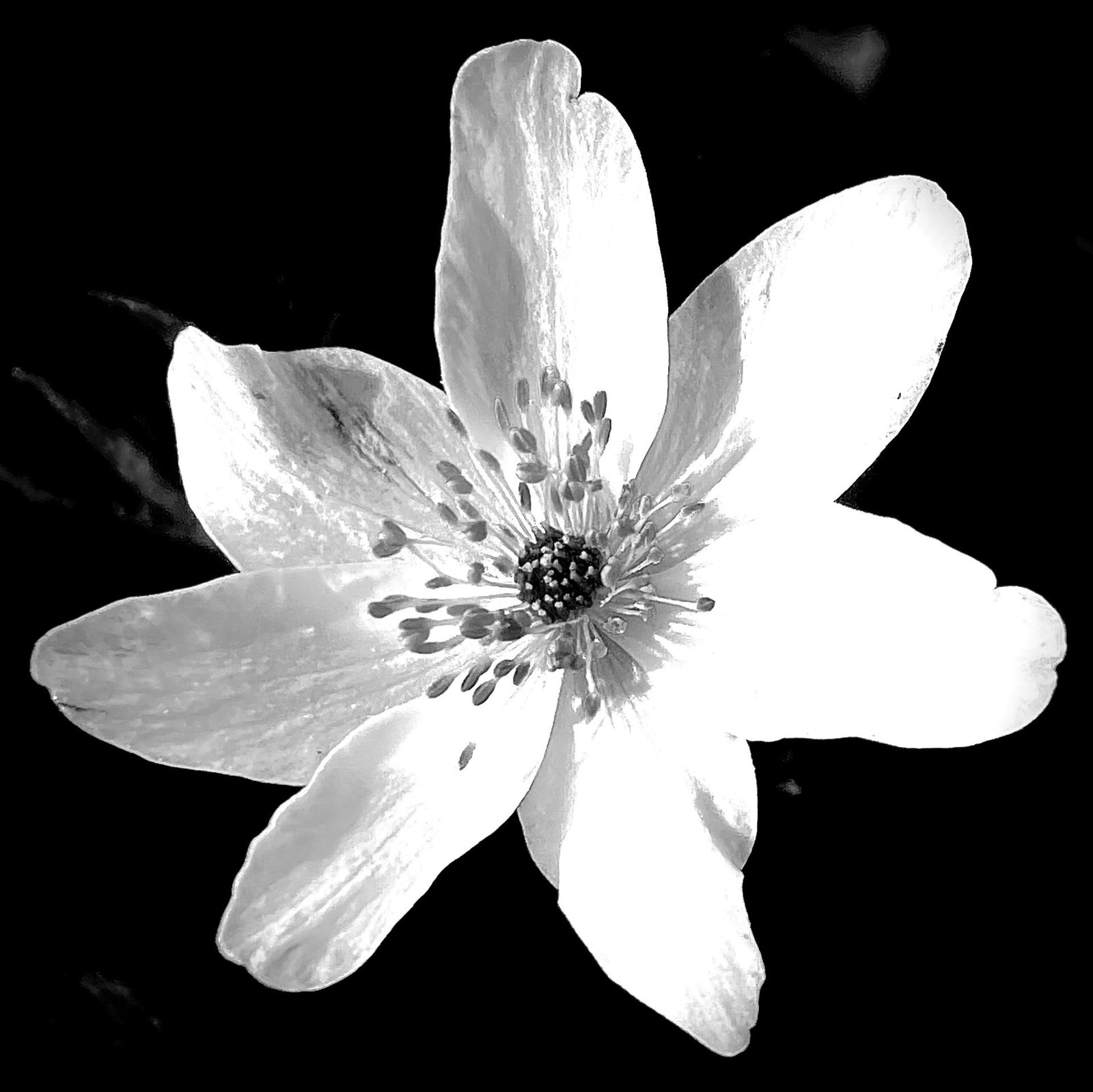 European Photography Awards Winner - Flowers in Black & White 
