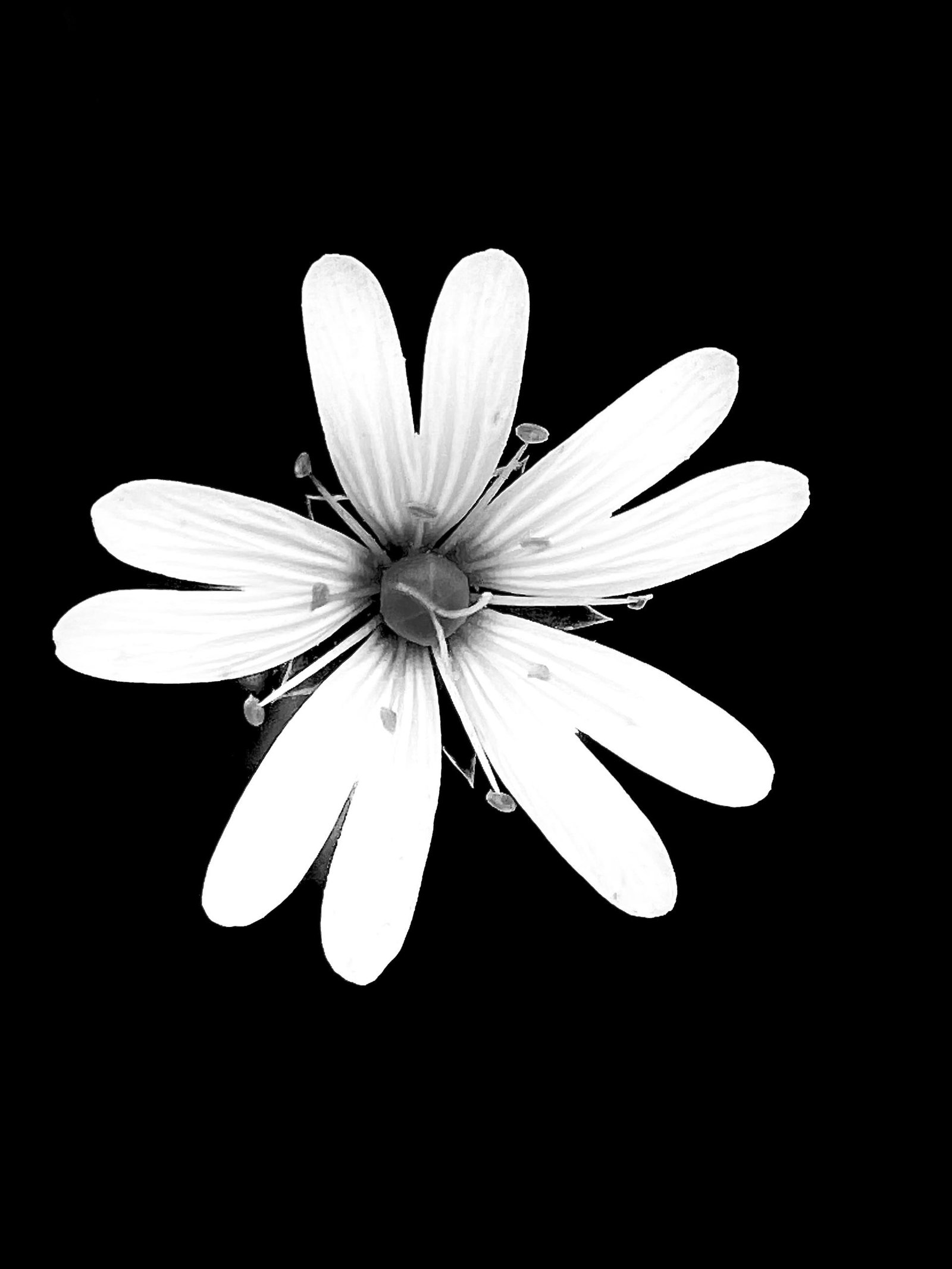 European Photography Awards Winner - Flowers in Black & White 