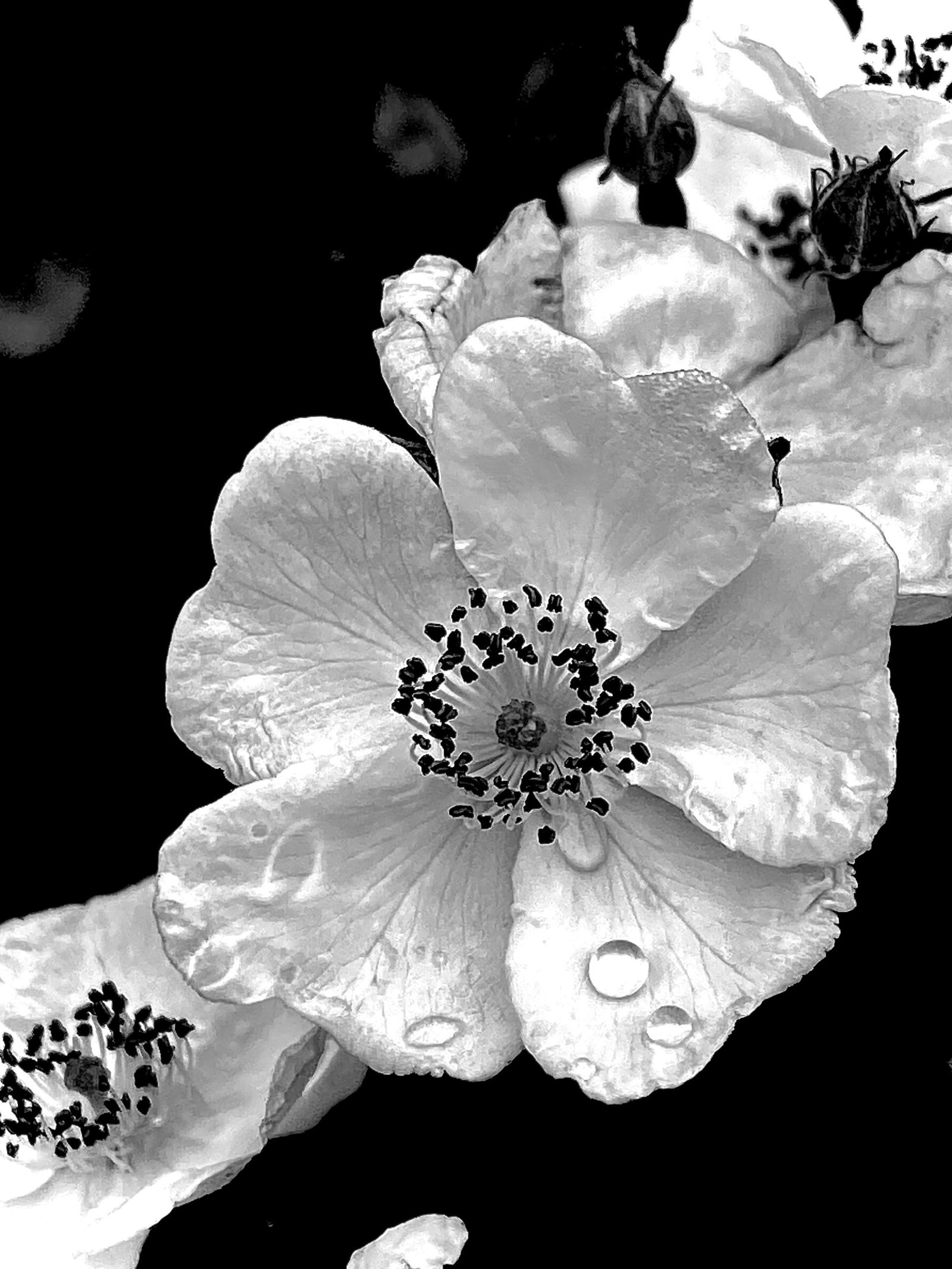 European Photography Awards Winner - Flowers in Black & White 