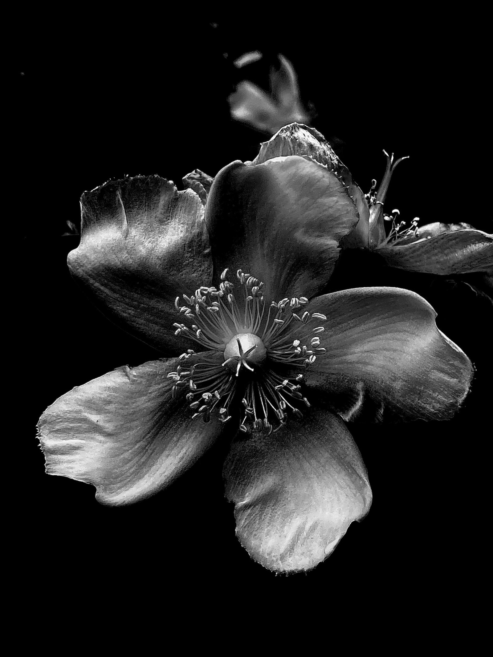 European Photography Awards Winner - Flowers in Black & White 