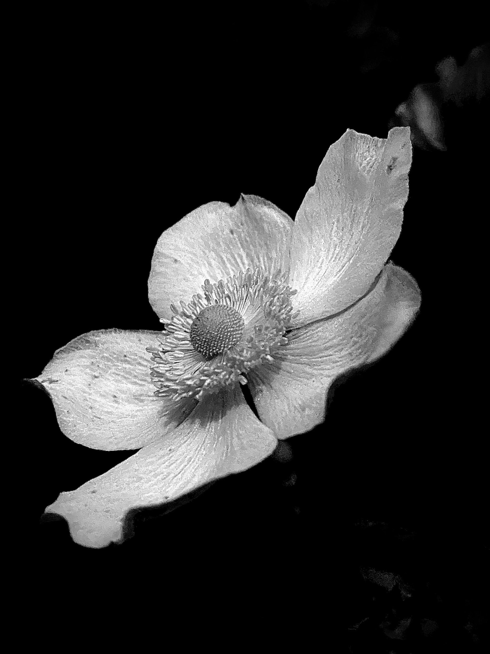 European Photography Awards Winner - Flowers in Black & White 