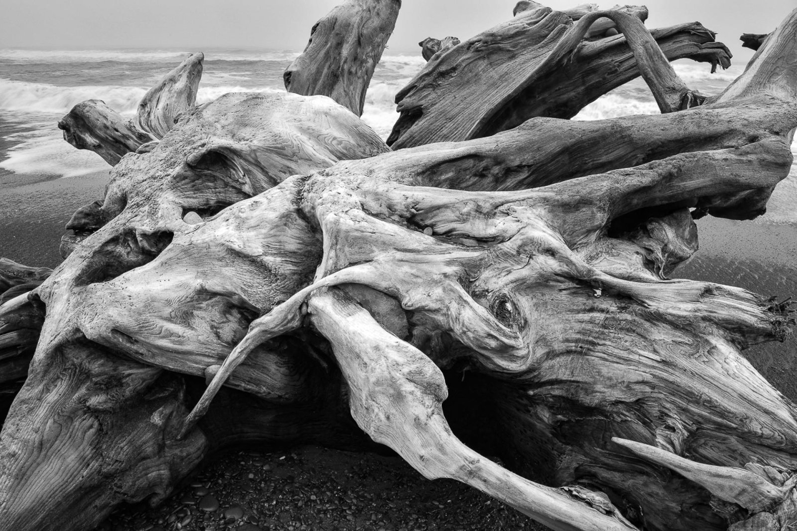 European Photography Awards Winner - Sea Monster