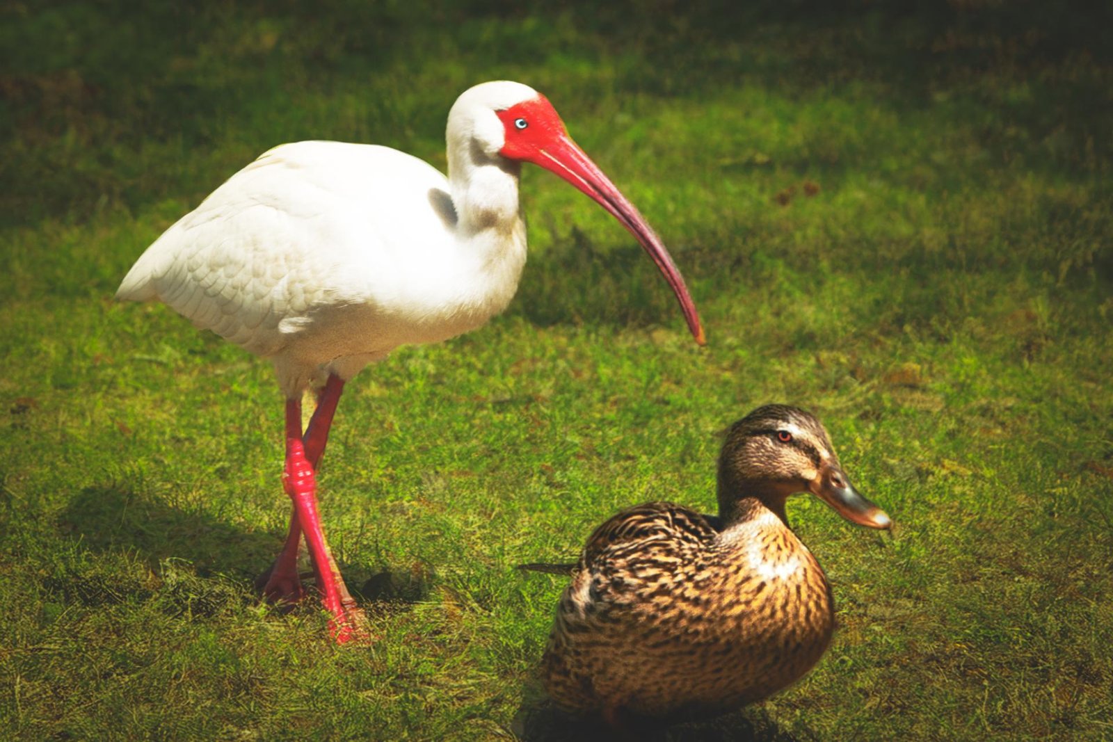 European Photography Awards Winner - Fast Friends