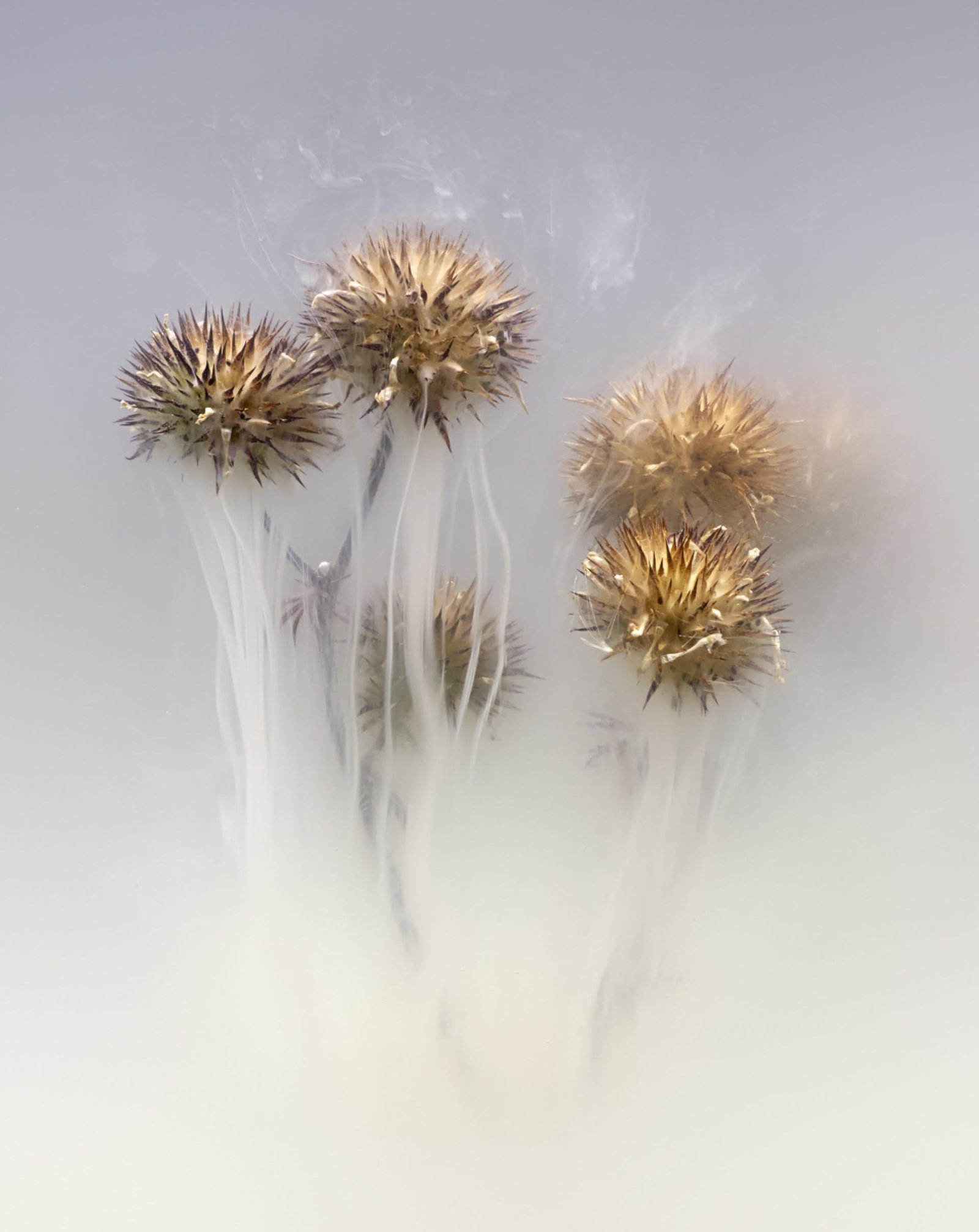 European Photography Awards Winner - Dissolution