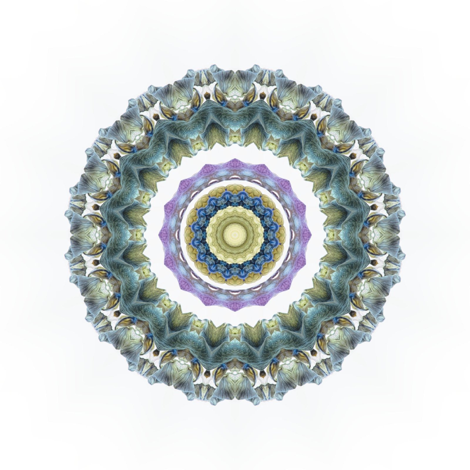 European Photography Awards Winner - Lupin mandala