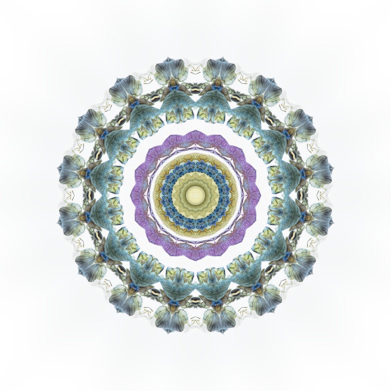 European Photography Awards Winner - Lupin mandala