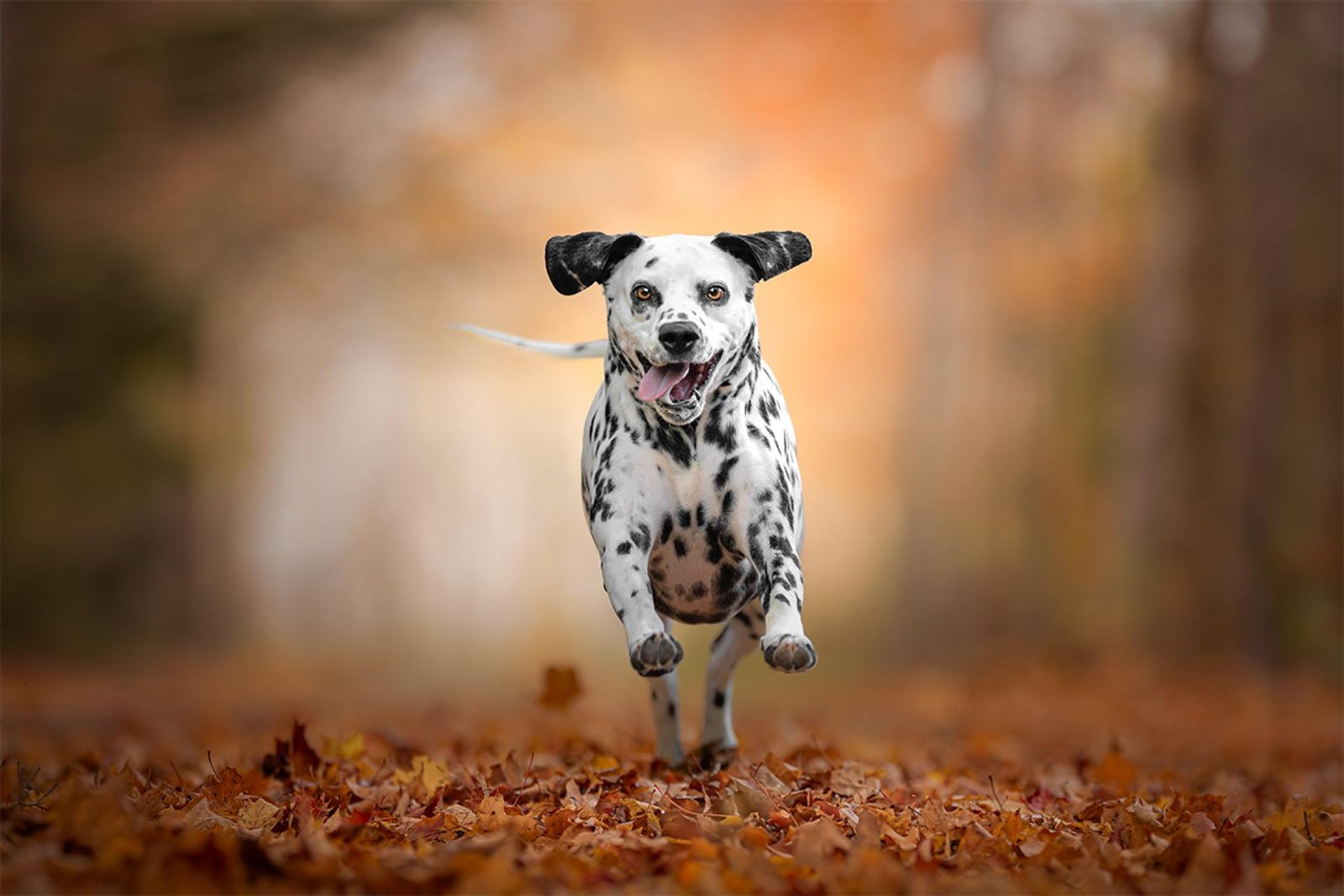 European Photography Awards Winner - Leaf Dash Delight