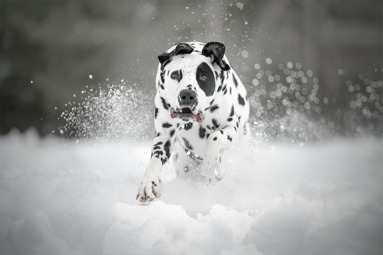 European Photography Awards Winner - Snow Bound Sprint 