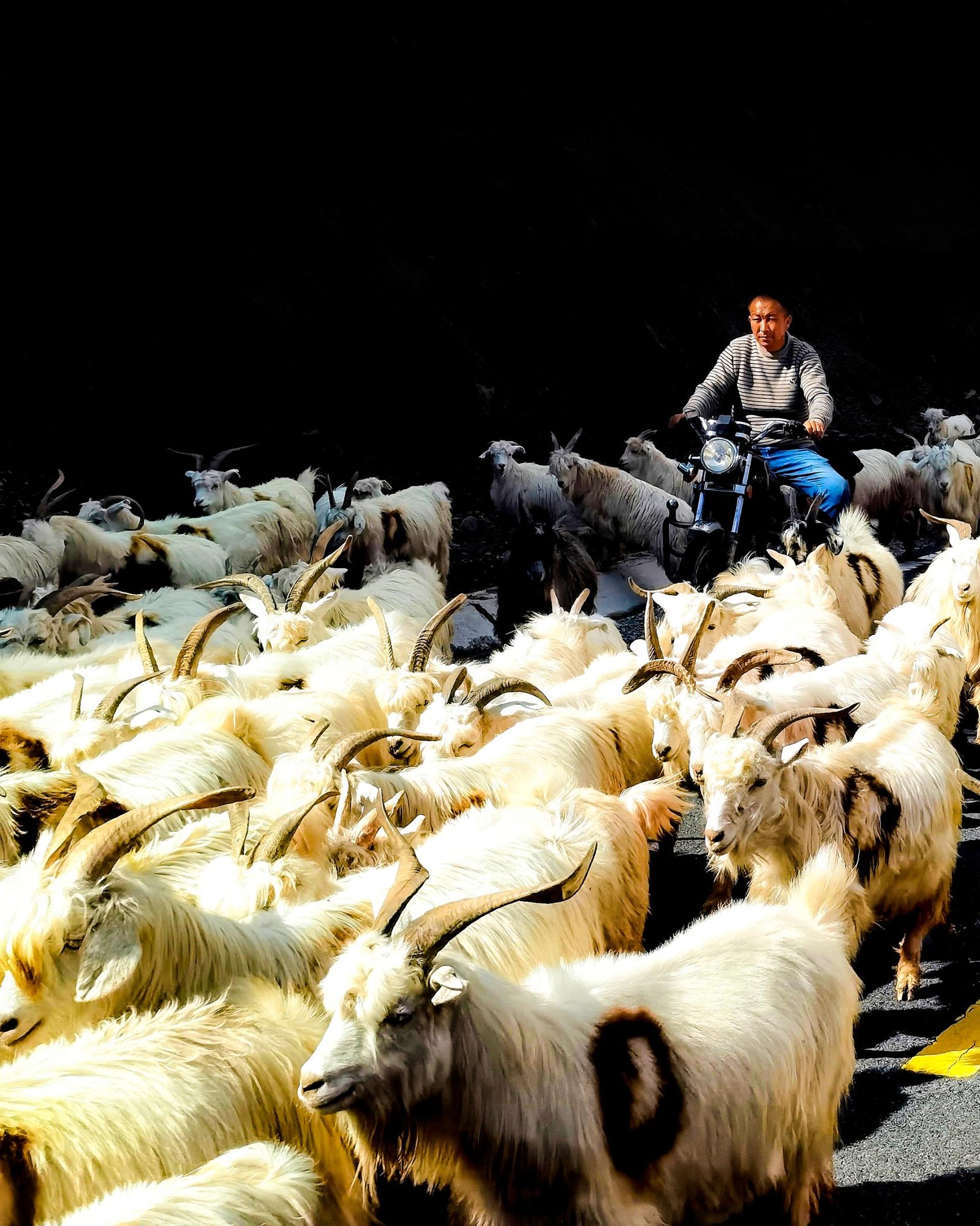 European Photography Awards Winner - Modern Shepherd
