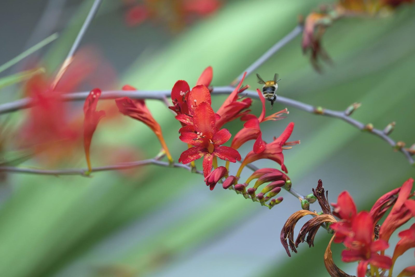 European Photography Awards Winner - Nature
