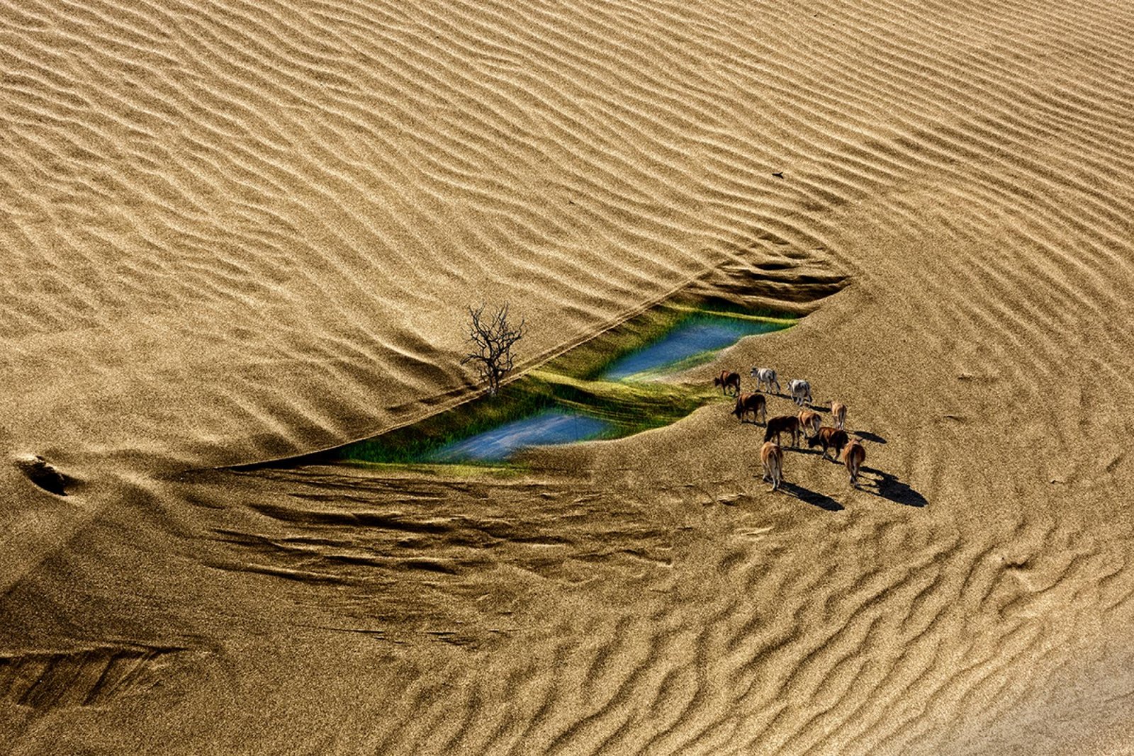 European Photography Awards Winner - Cow on the sandbar