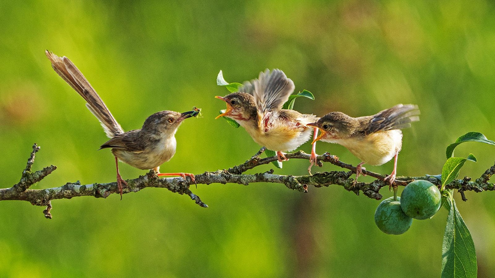 European Photography Awards Winner - Yellow-bellied Prinia Breeding