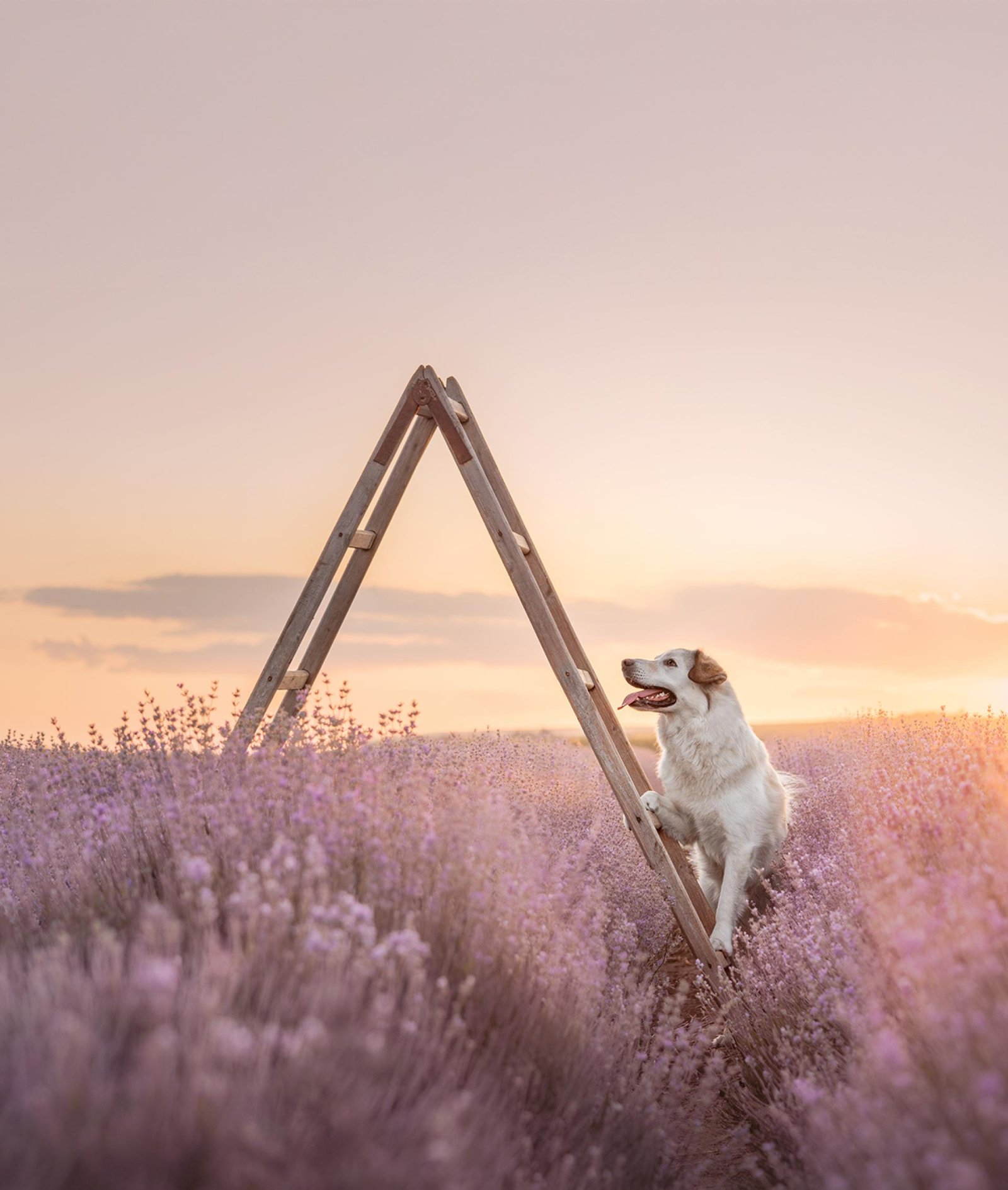 European Photography Awards Winner - Reaching for your Dreams