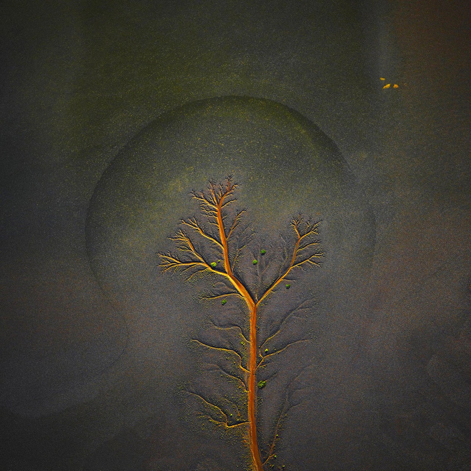 European Photography Awards Winner - Nox Flore