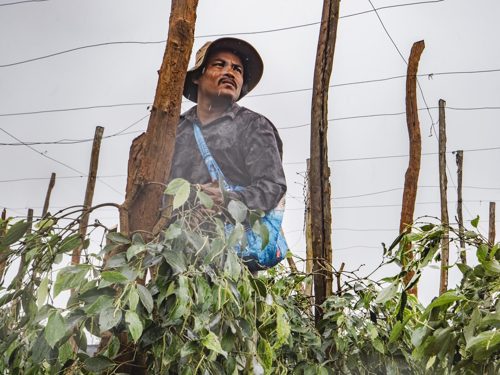 European Photography Awards Winner - Kampot Pepper Farm
