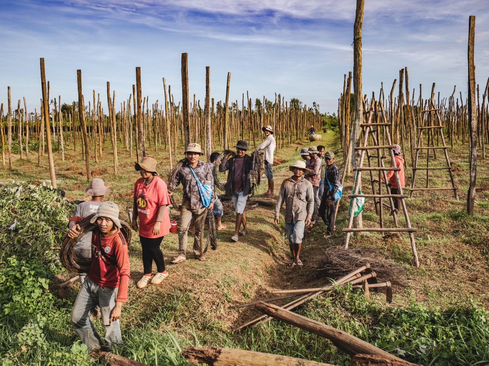 European Photography Awards Winner - Kampot Pepper Farm