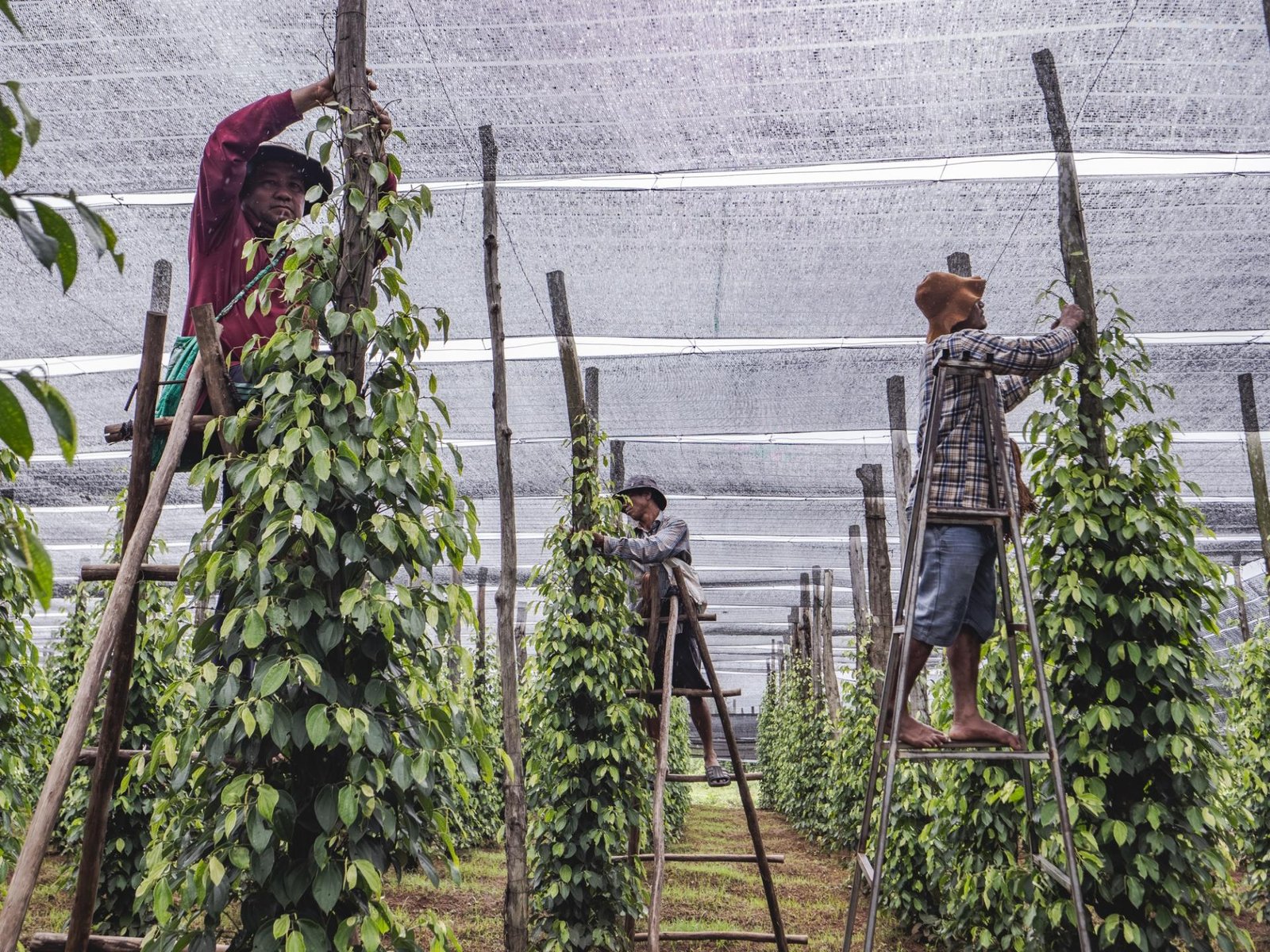 European Photography Awards Winner - Kampot Pepper Farm