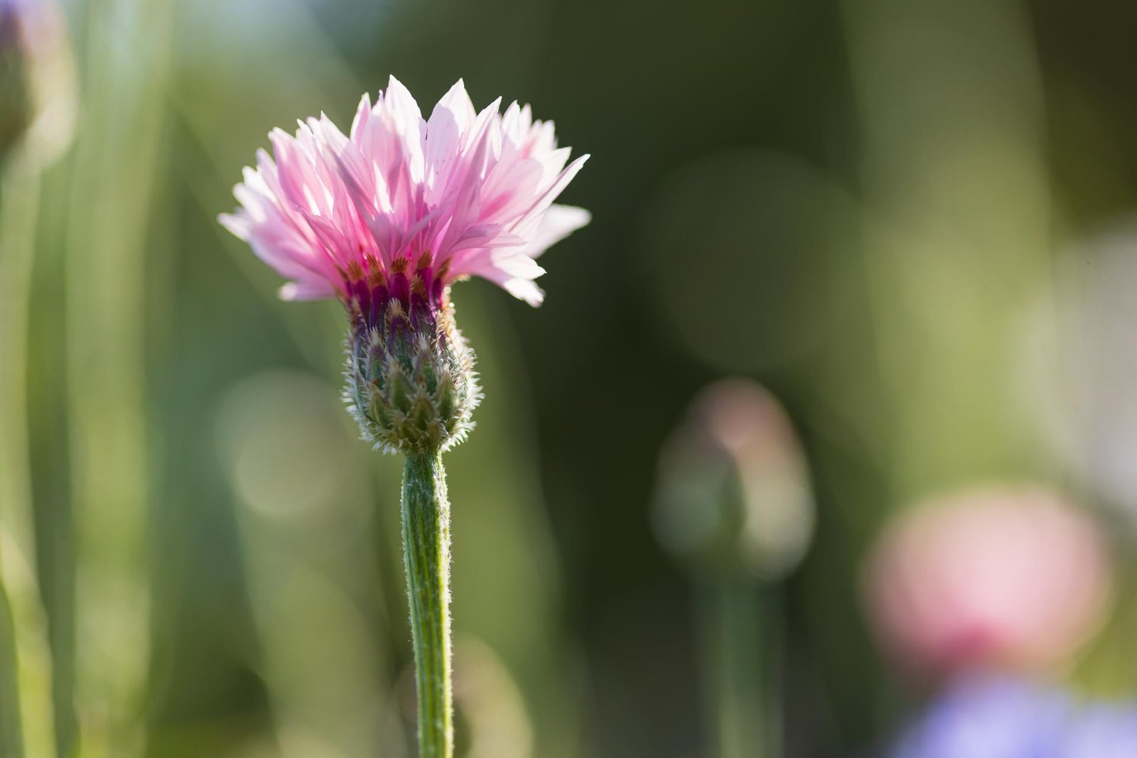 European Photography Awards Winner - Morning Light