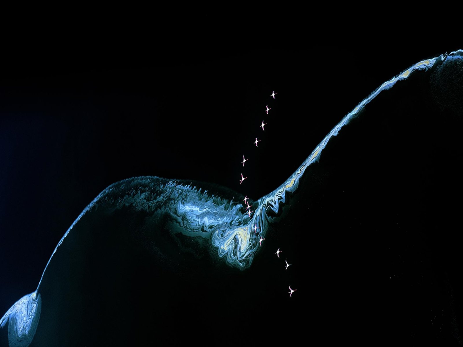 European Photography Awards Winner - Flight of the pink flamingoes #2