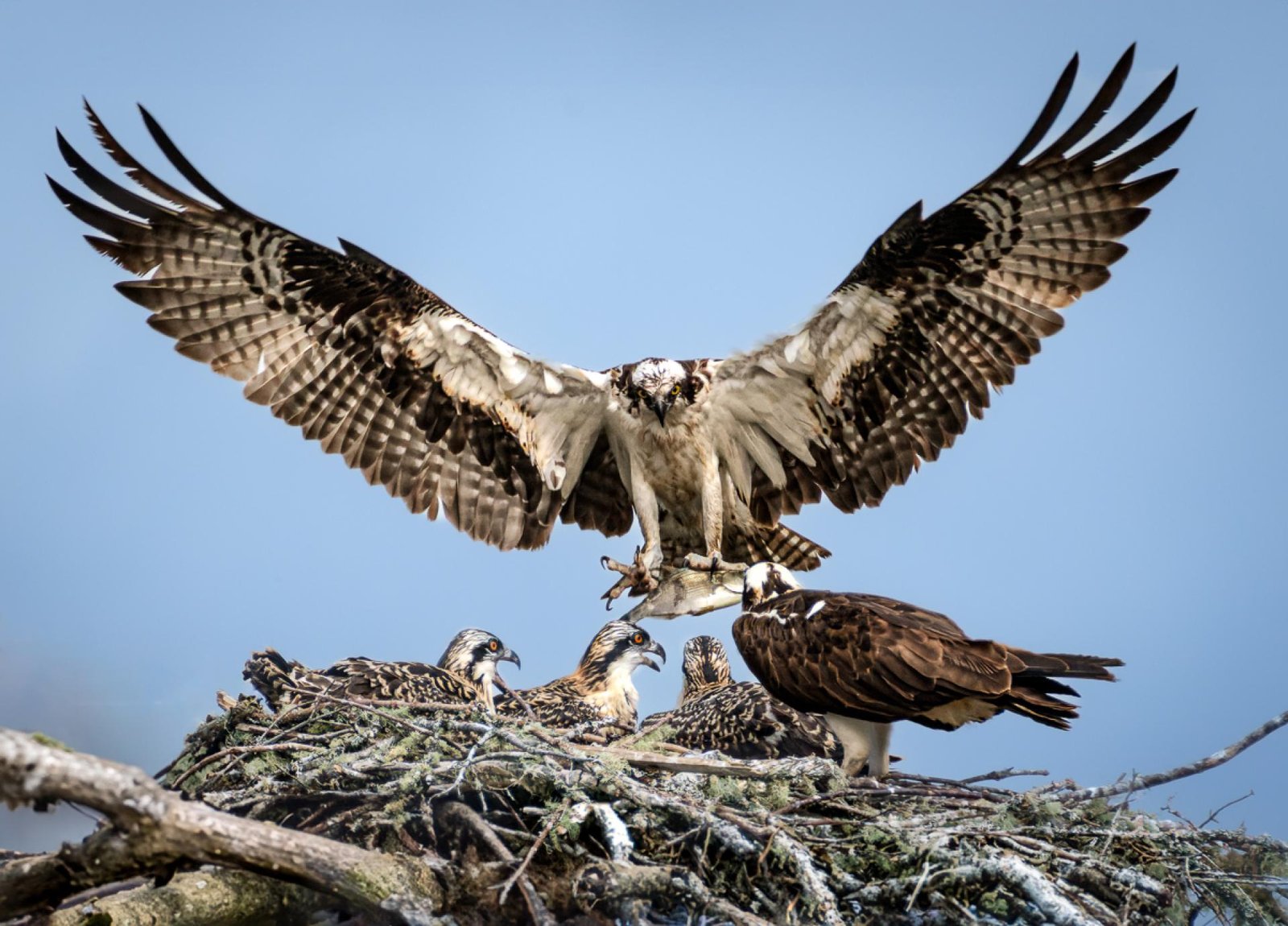 European Photography Awards Winner - Lunch Delivery!