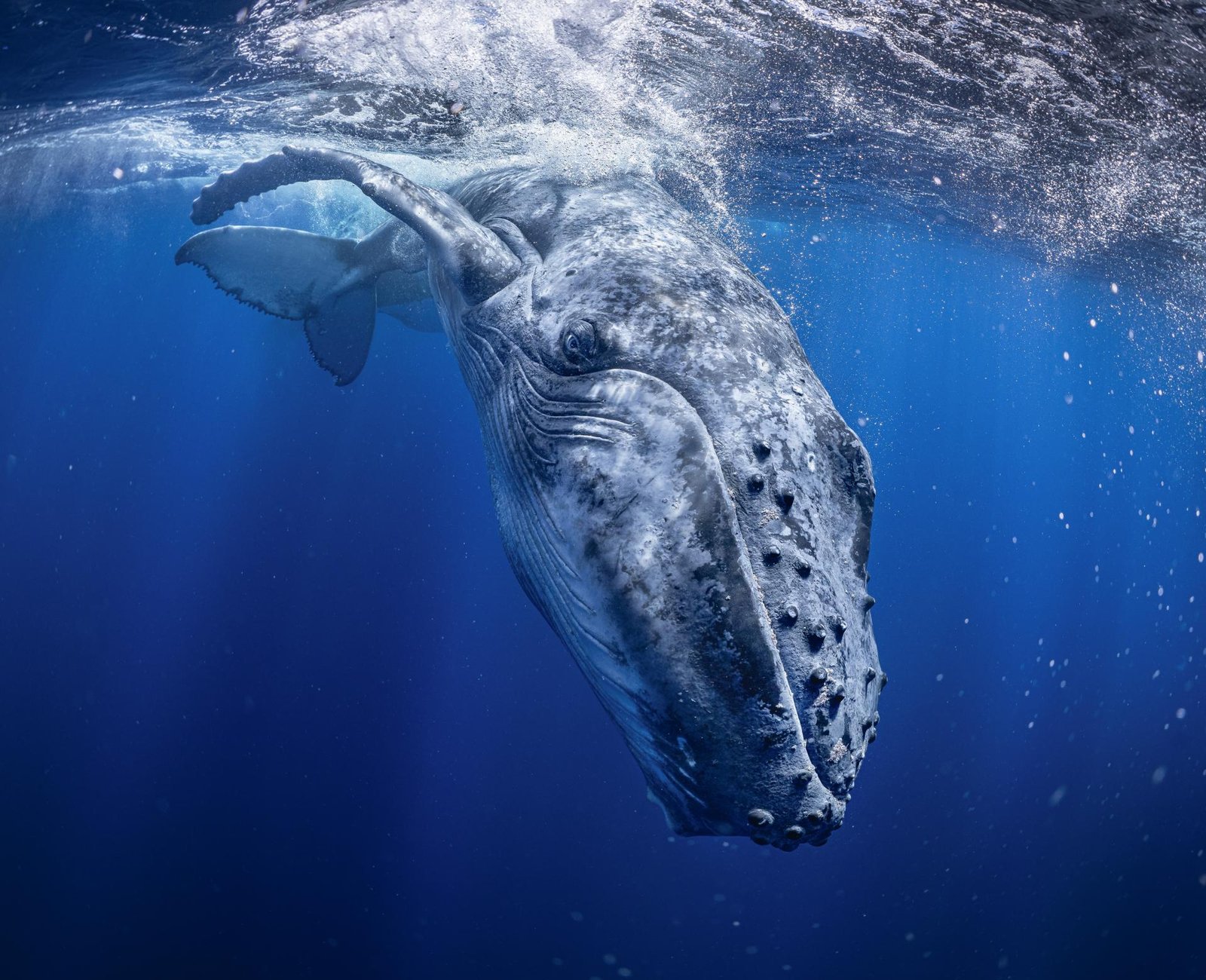 European Photography Awards Winner - Prince of Blue