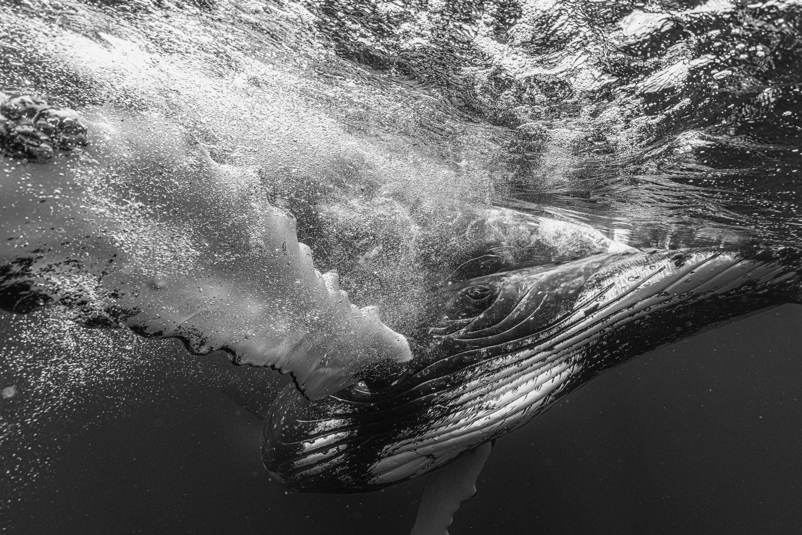European Photography Awards Winner - Prince of Blue