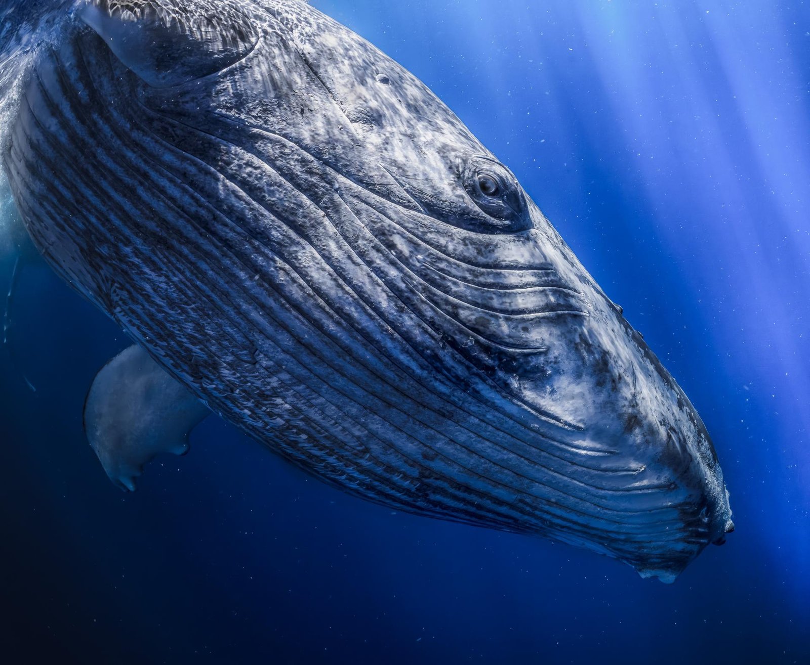 European Photography Awards Winner - Prince of Blue