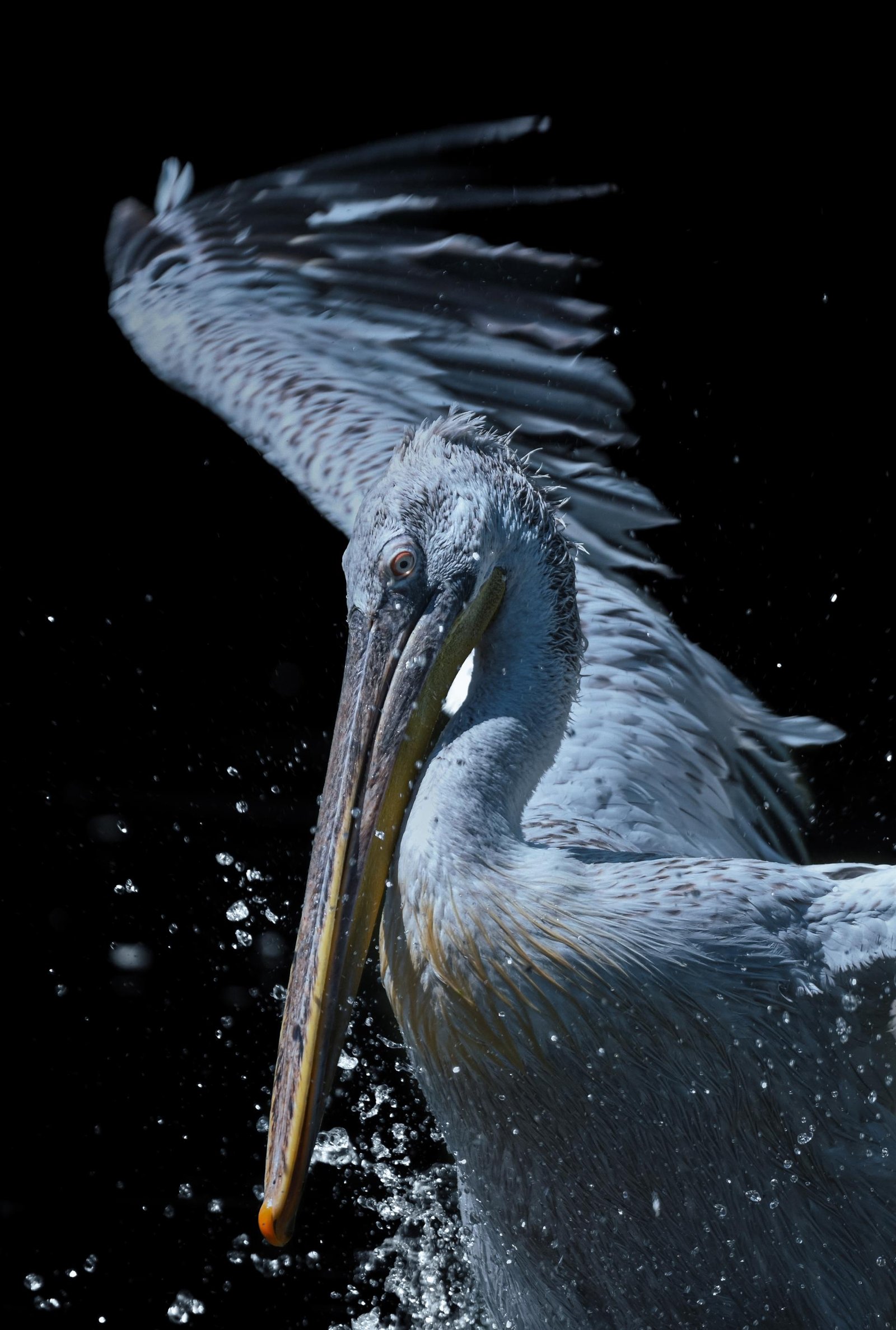 European Photography Awards Winner - Echoes of a Living Landscape: between Stillness and Motion