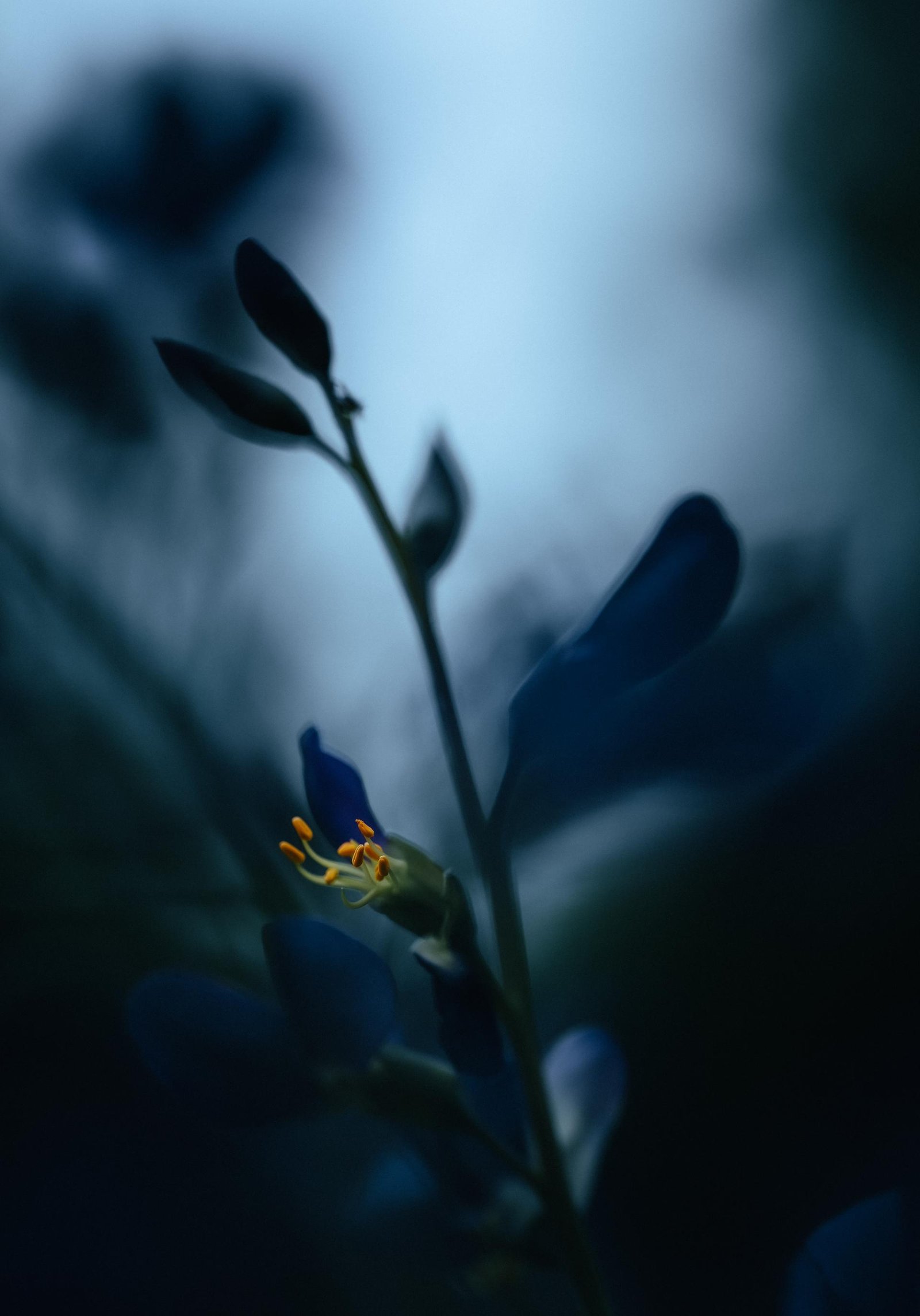 European Photography Awards Winner - Echoes of a Living Landscape: between Stillness and Motion