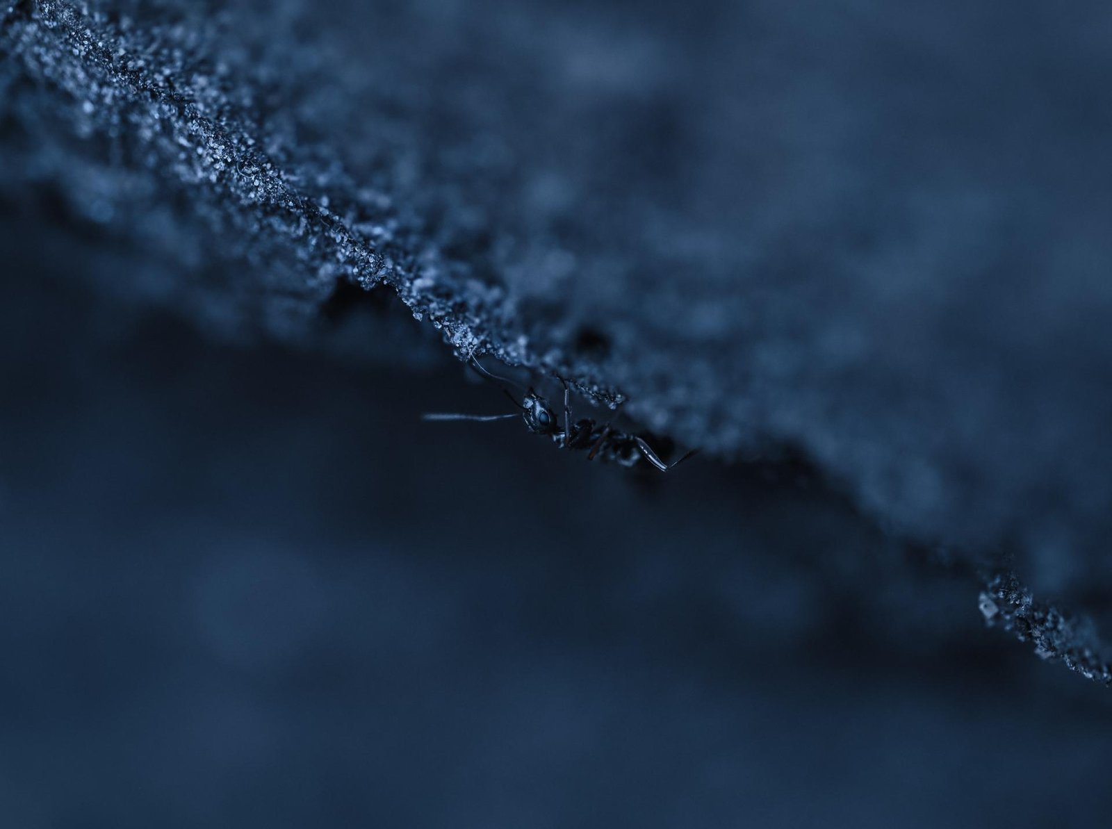 European Photography Awards Winner - Echoes of a Living Landscape: between Stillness and Motion