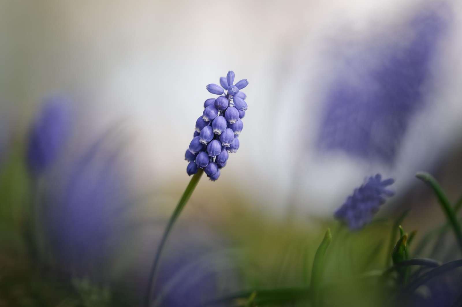 European Photography Awards Winner - Echoes of a Living Landscape: between Stillness and Motion