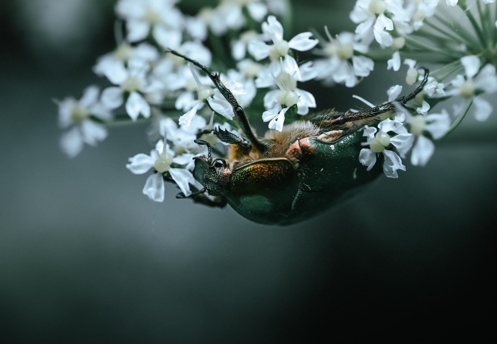 European Photography Awards Winner - Echoes of a Living Landscape: between Stillness and Motion
